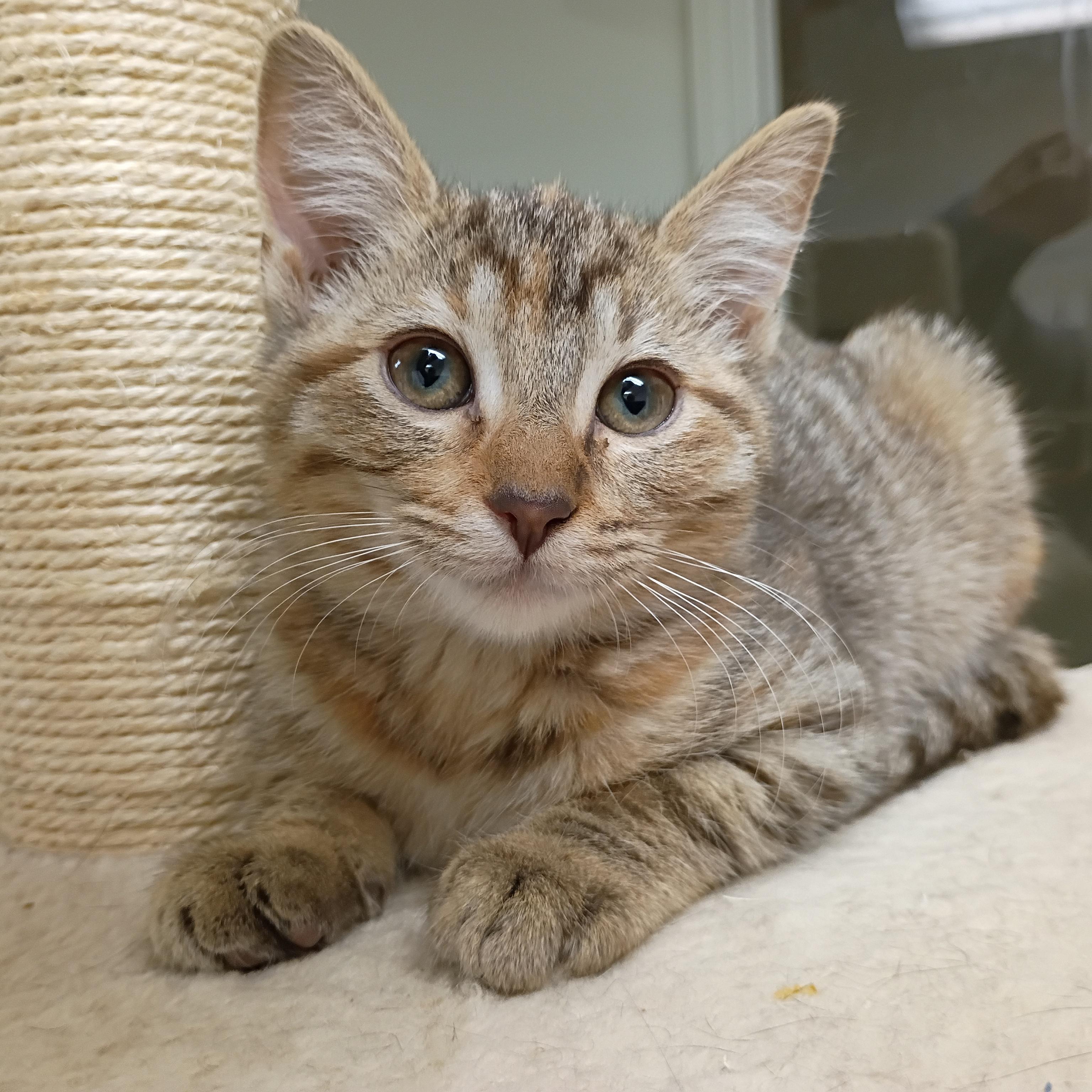 Enlarge Francesca, an adopted Tabby in Pocatello, ID image 1/5