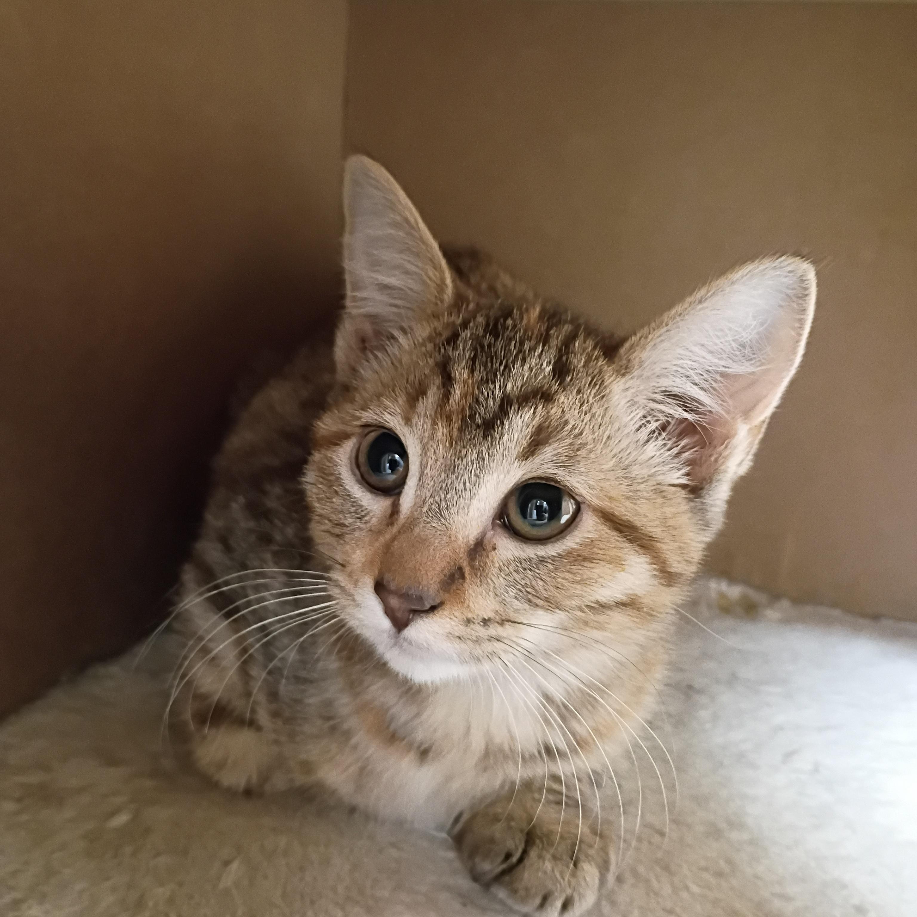 Enlarge Francesca, an adopted Tabby in Pocatello, ID image 5/5