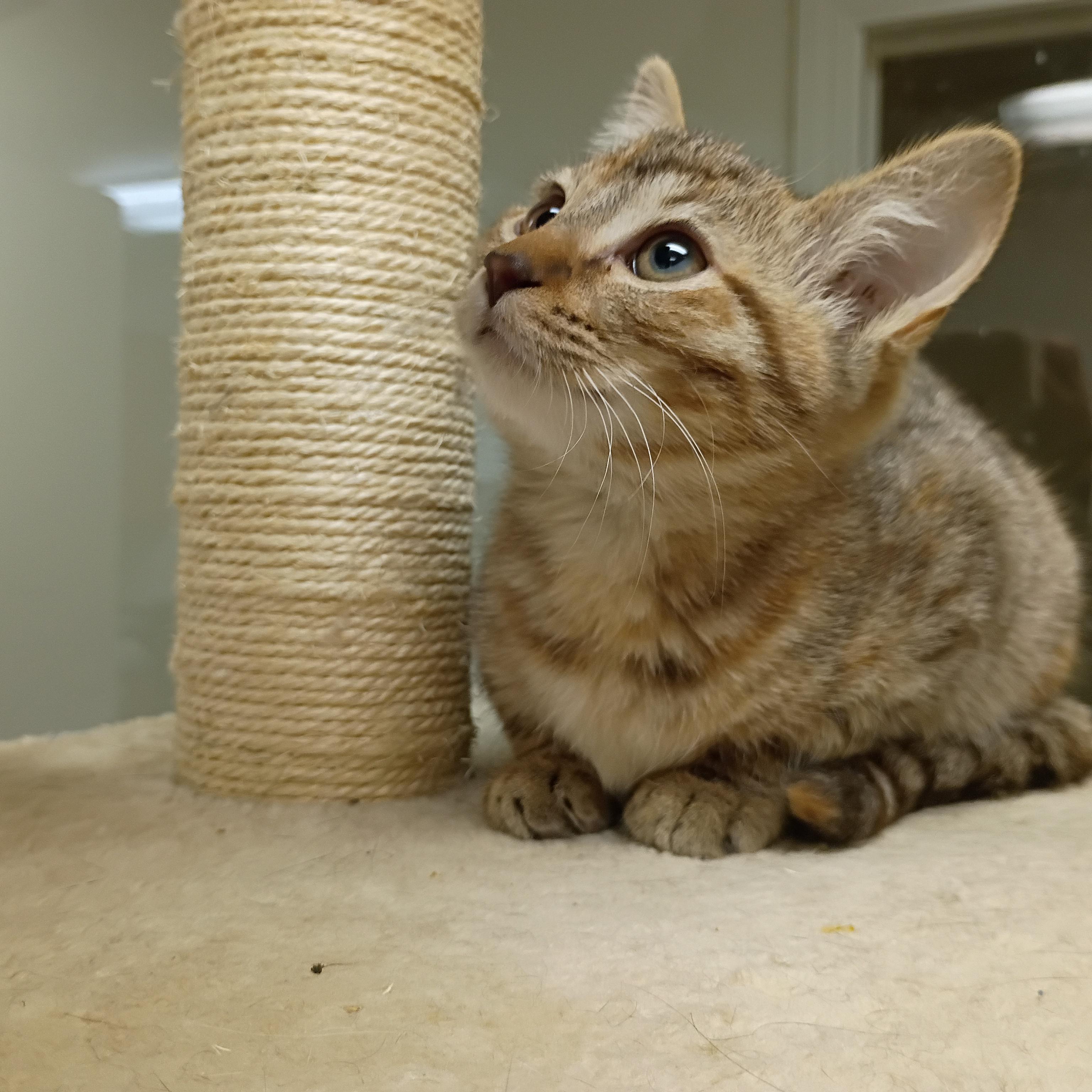 Enlarge Francesca, an adopted Tabby in Pocatello, ID image 3/5