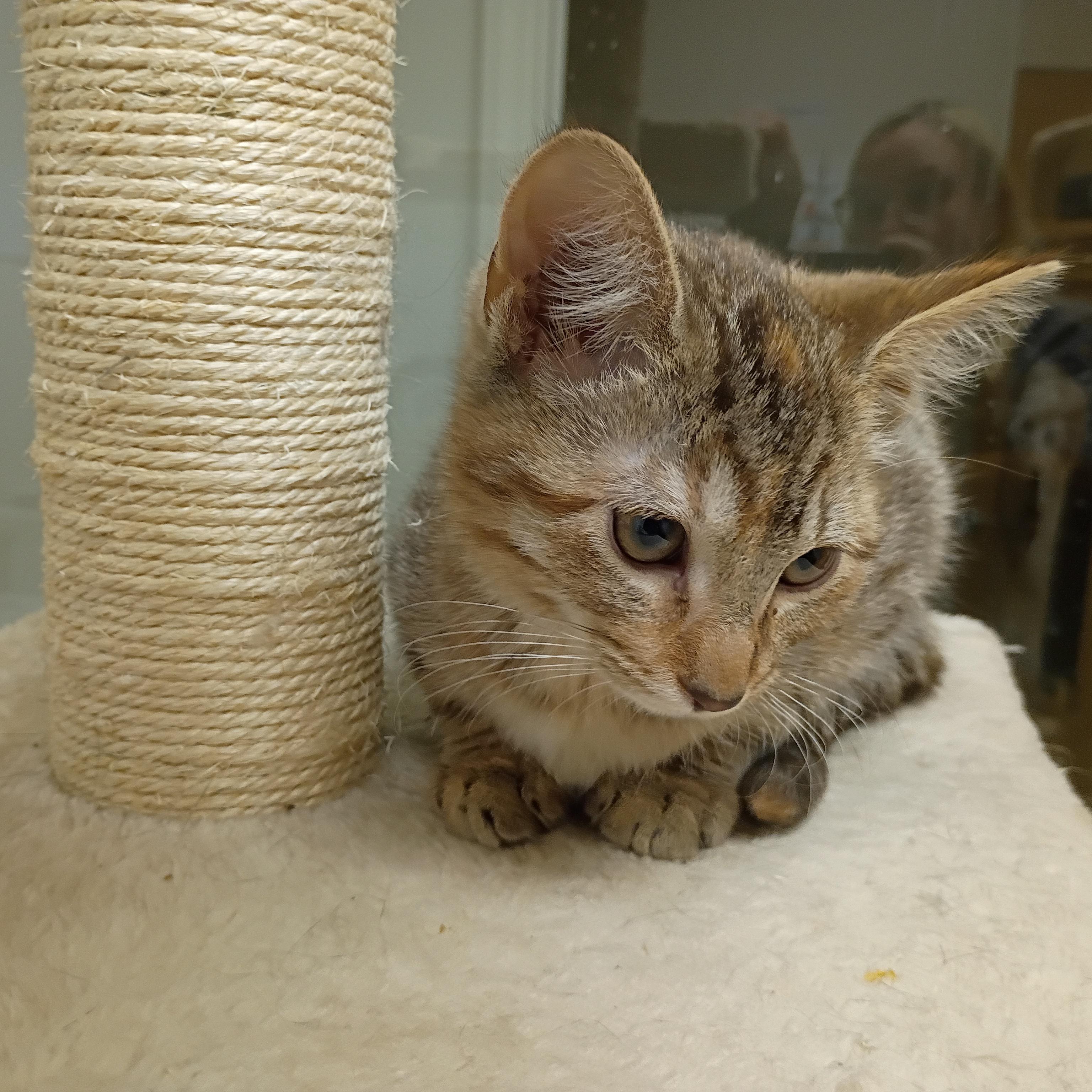 Enlarge Francesca, an adopted Tabby in Pocatello, ID image 4/5