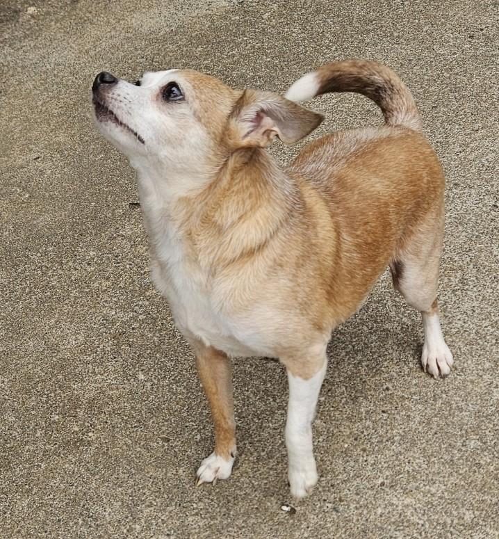 Mama Bear, a ADOPTABLE Chihuahua in Longview, WA image 3/3