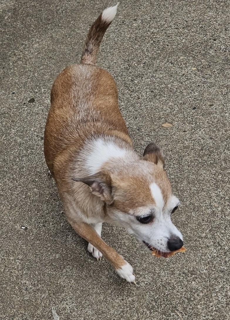 Mama Bear, a ADOPTABLE Chihuahua in Longview, WA image 2/3