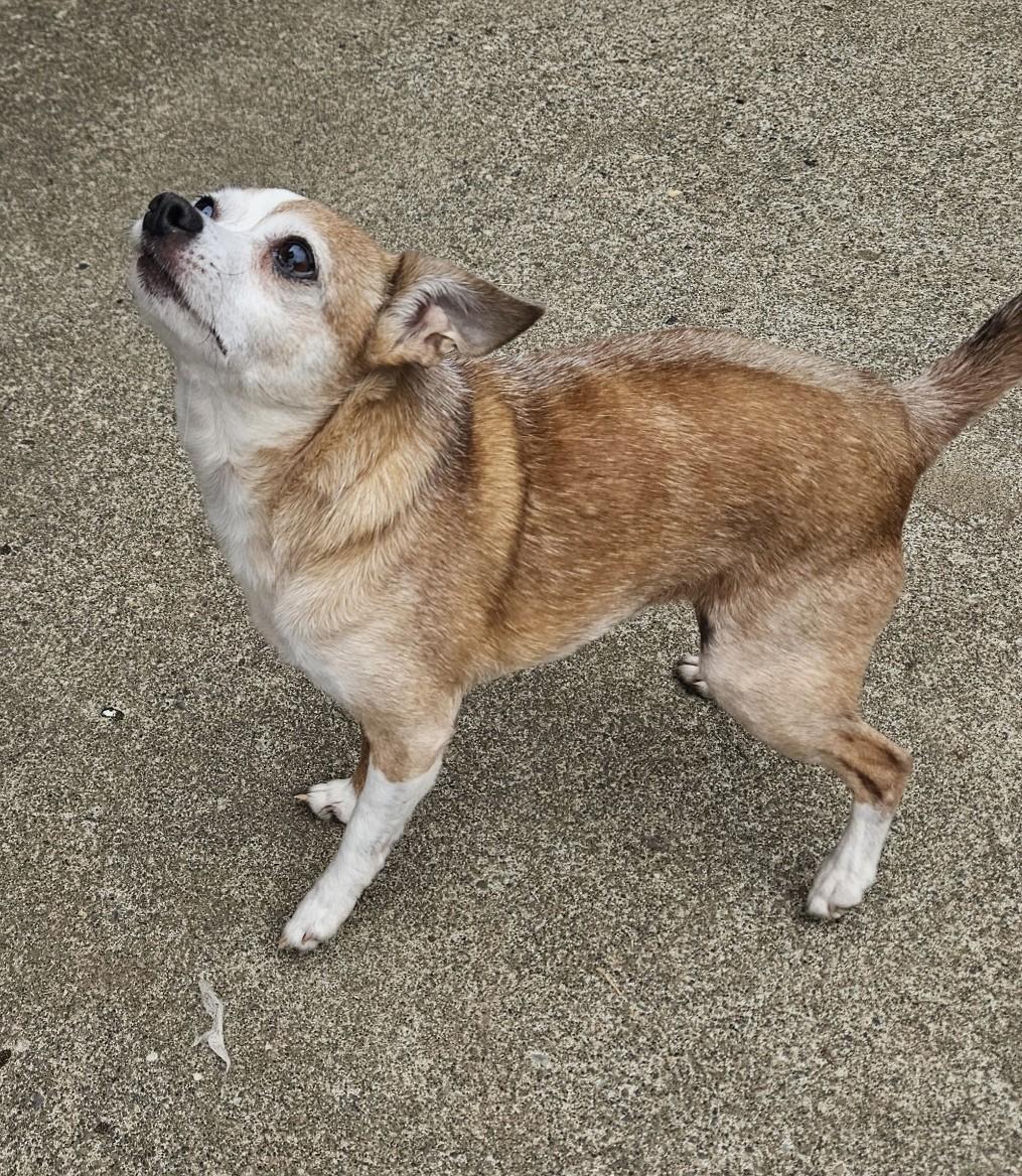 Mama Bear, ADOPTABLE, Adult Female Chihuahua.