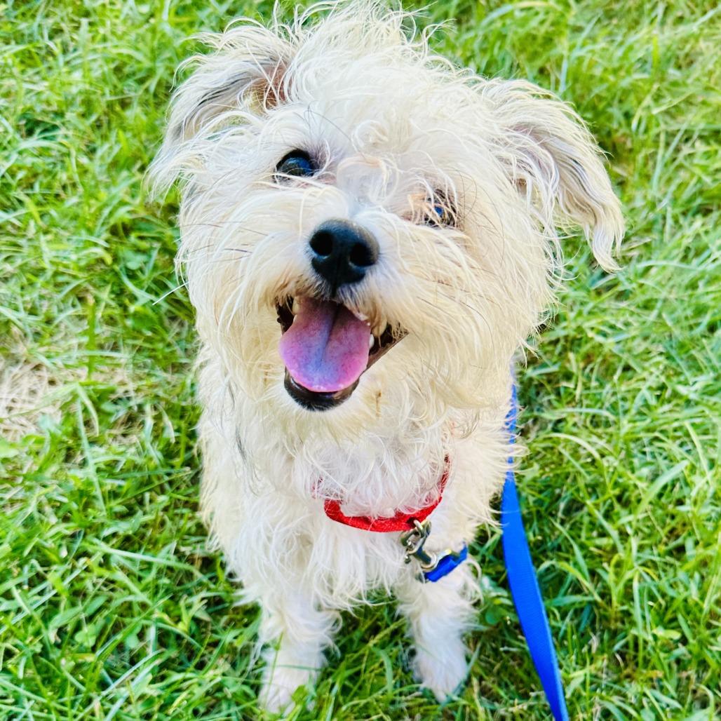 Enlarge Wiggles, a Adoptable mixed breed in Glenelg, MD image 1/5