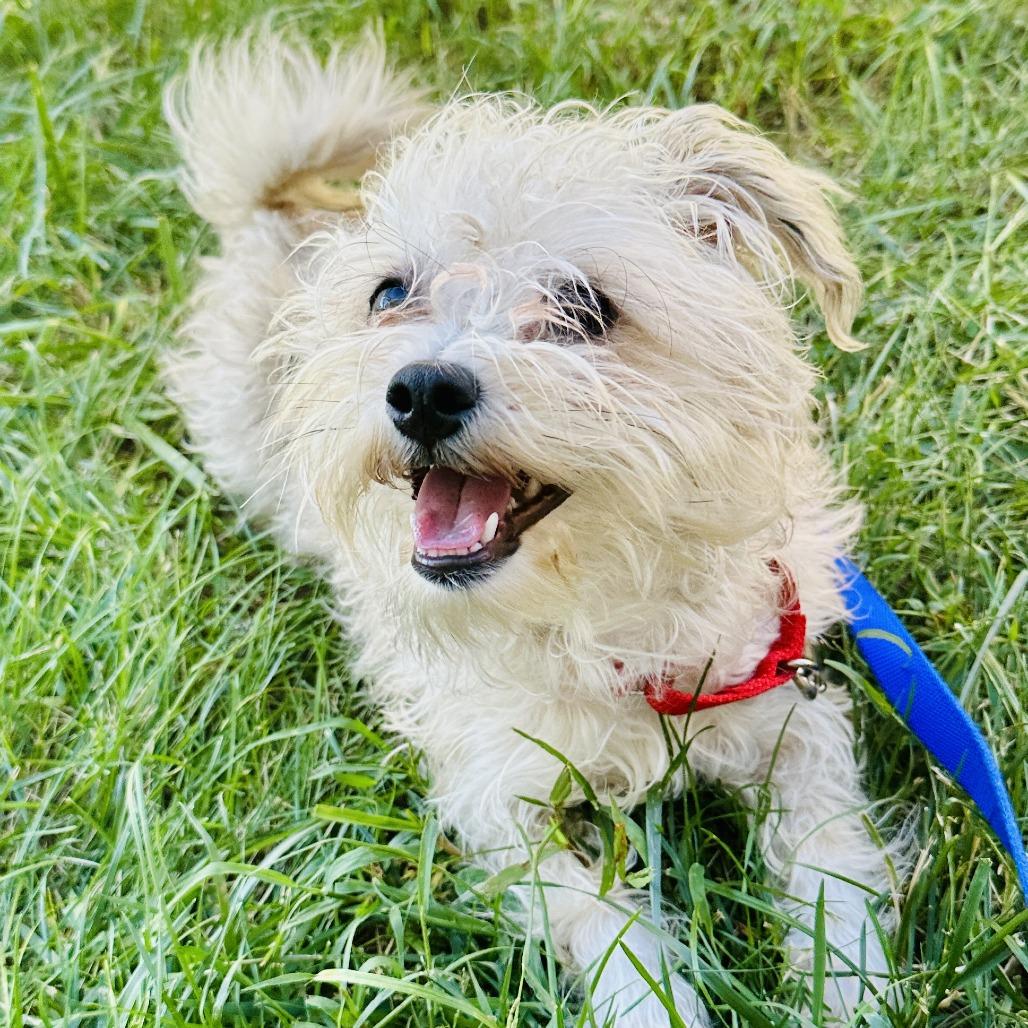 Enlarge Wiggles, a Adoptable mixed breed in Glenelg, MD image 2/5