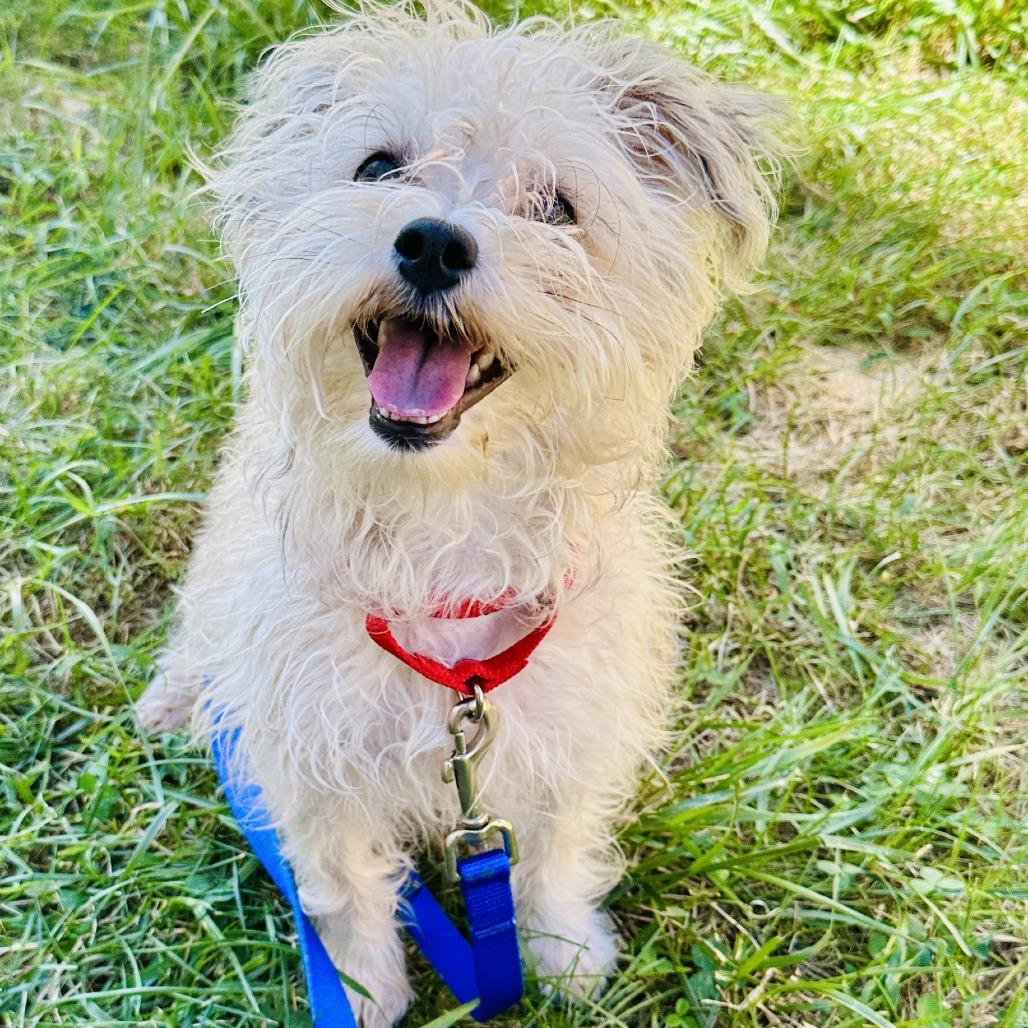 Enlarge Wiggles, a Adoptable mixed breed in Glenelg, MD image 3/5