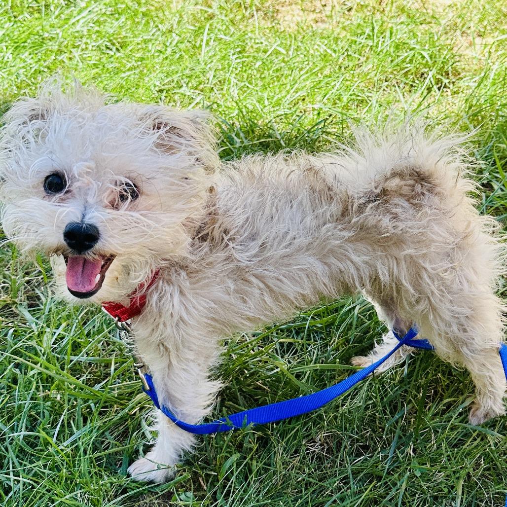 Enlarge Wiggles, a Adoptable mixed breed in Glenelg, MD image 4/5