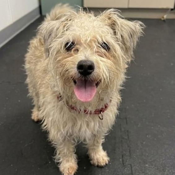 Enlarge Wiggles, a Adoptable mixed breed in Glenelg, MD image 5/5