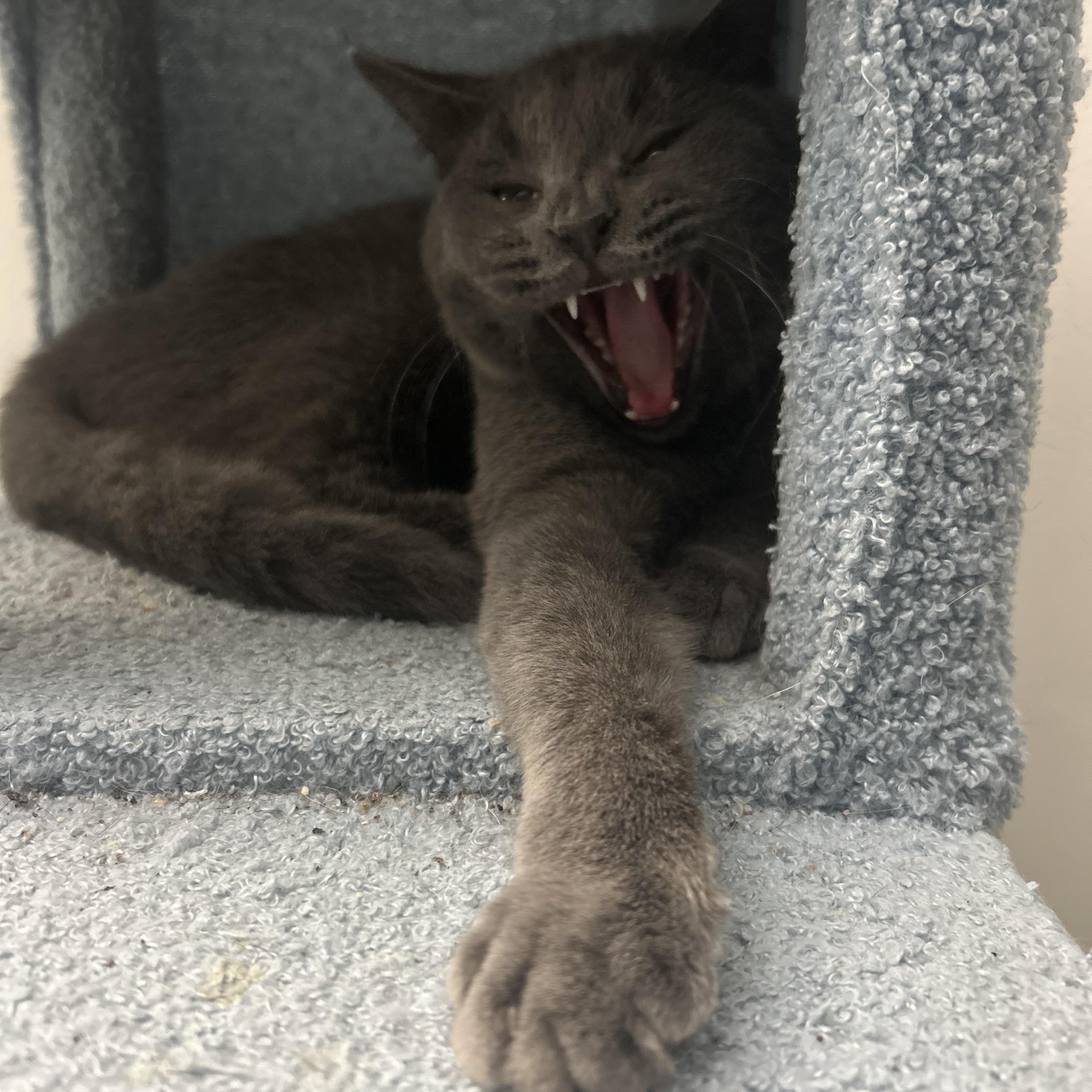 Enlarge Sicily, a Adoptable Domestic Short Hair in Hershey, PA image 4/6