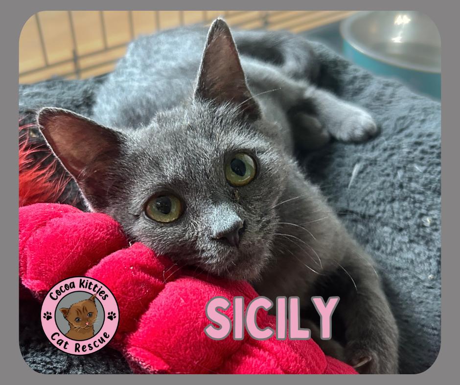 Enlarge Sicily, a Adoptable Domestic Short Hair in Hershey, PA image 1/6