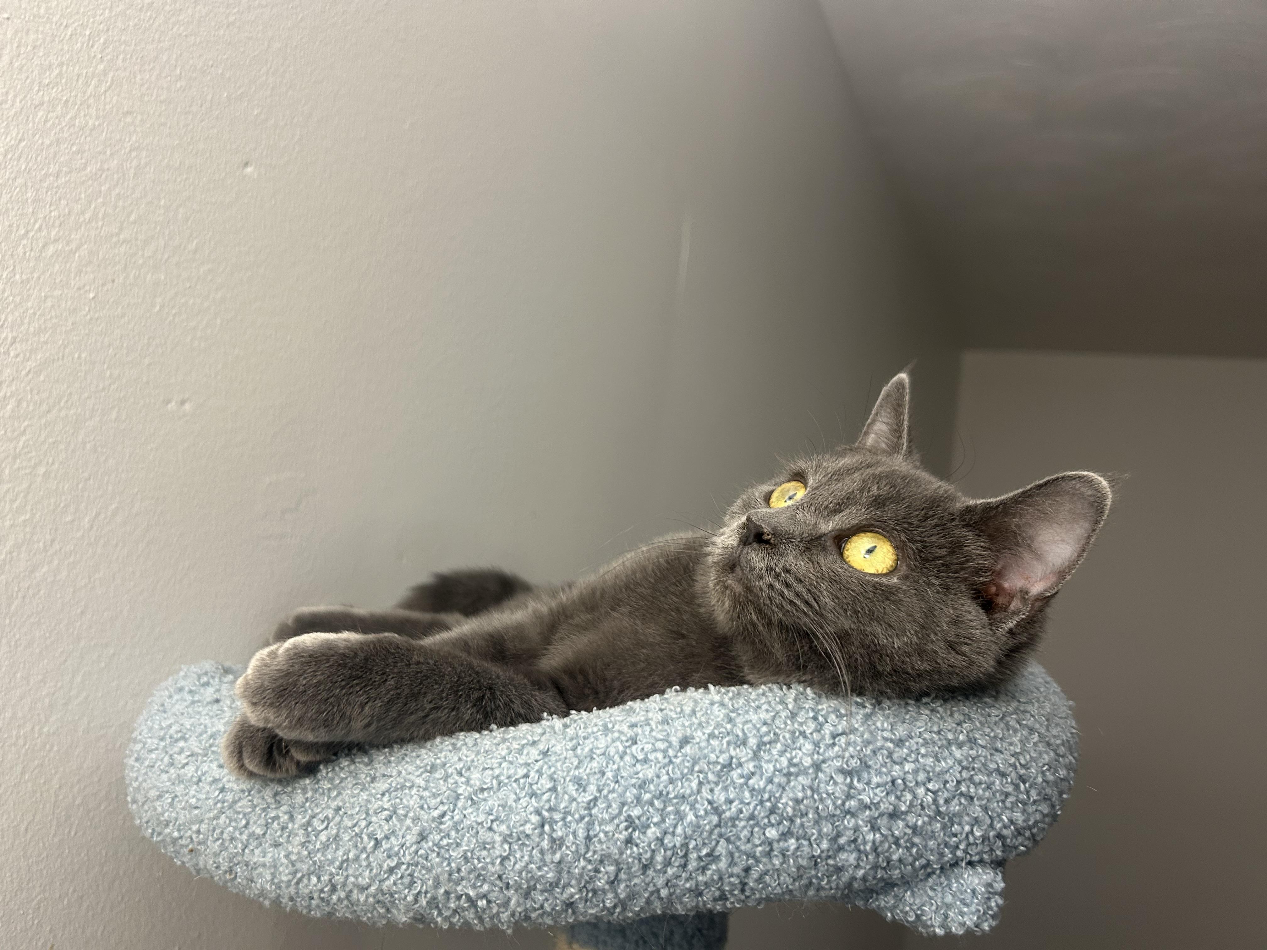 Enlarge Sicily, a Adoptable Domestic Short Hair in Hershey, PA image 3/6