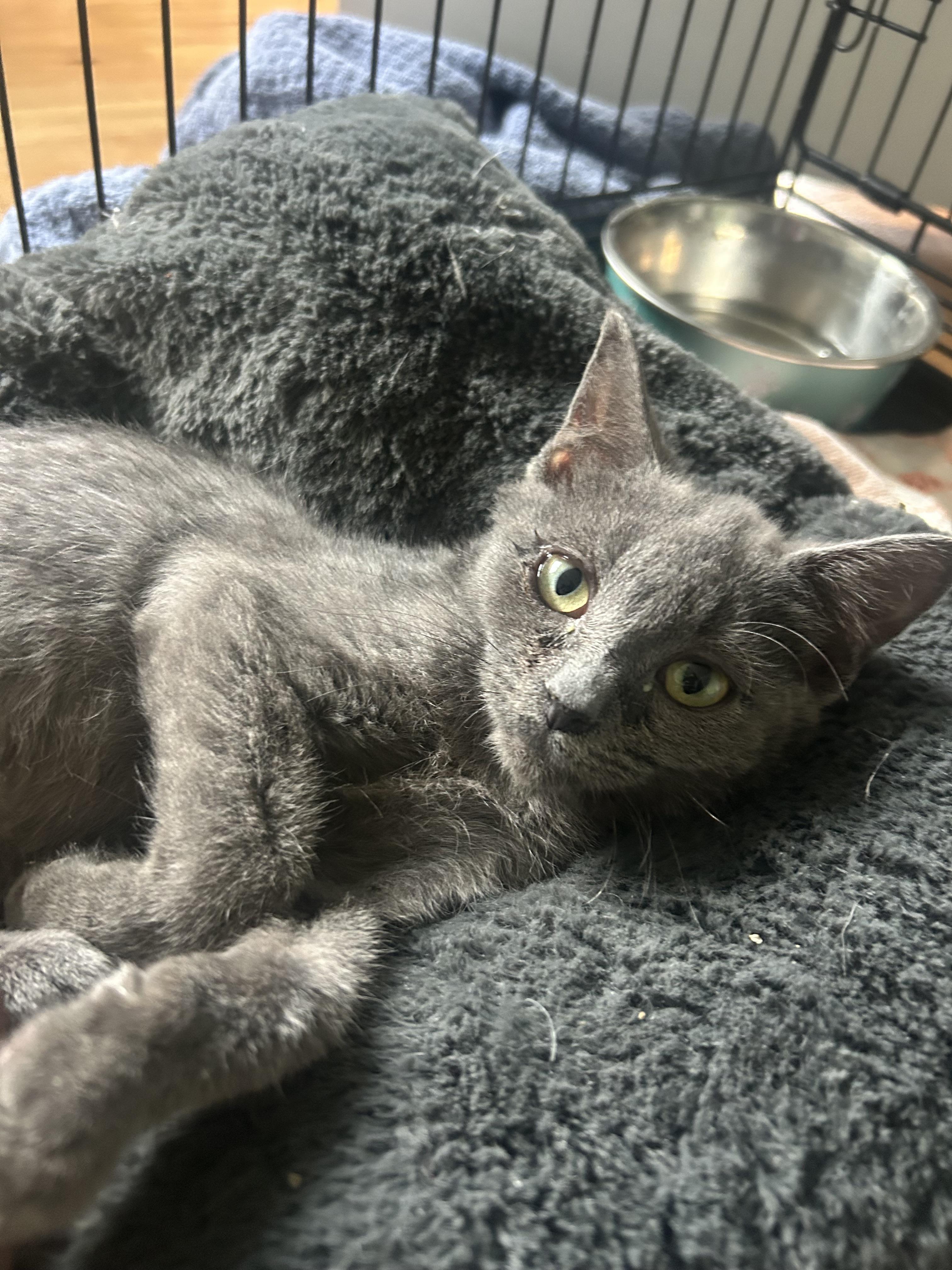 Enlarge Sicily, a Adoptable Domestic Short Hair in Hershey, PA image 5/6