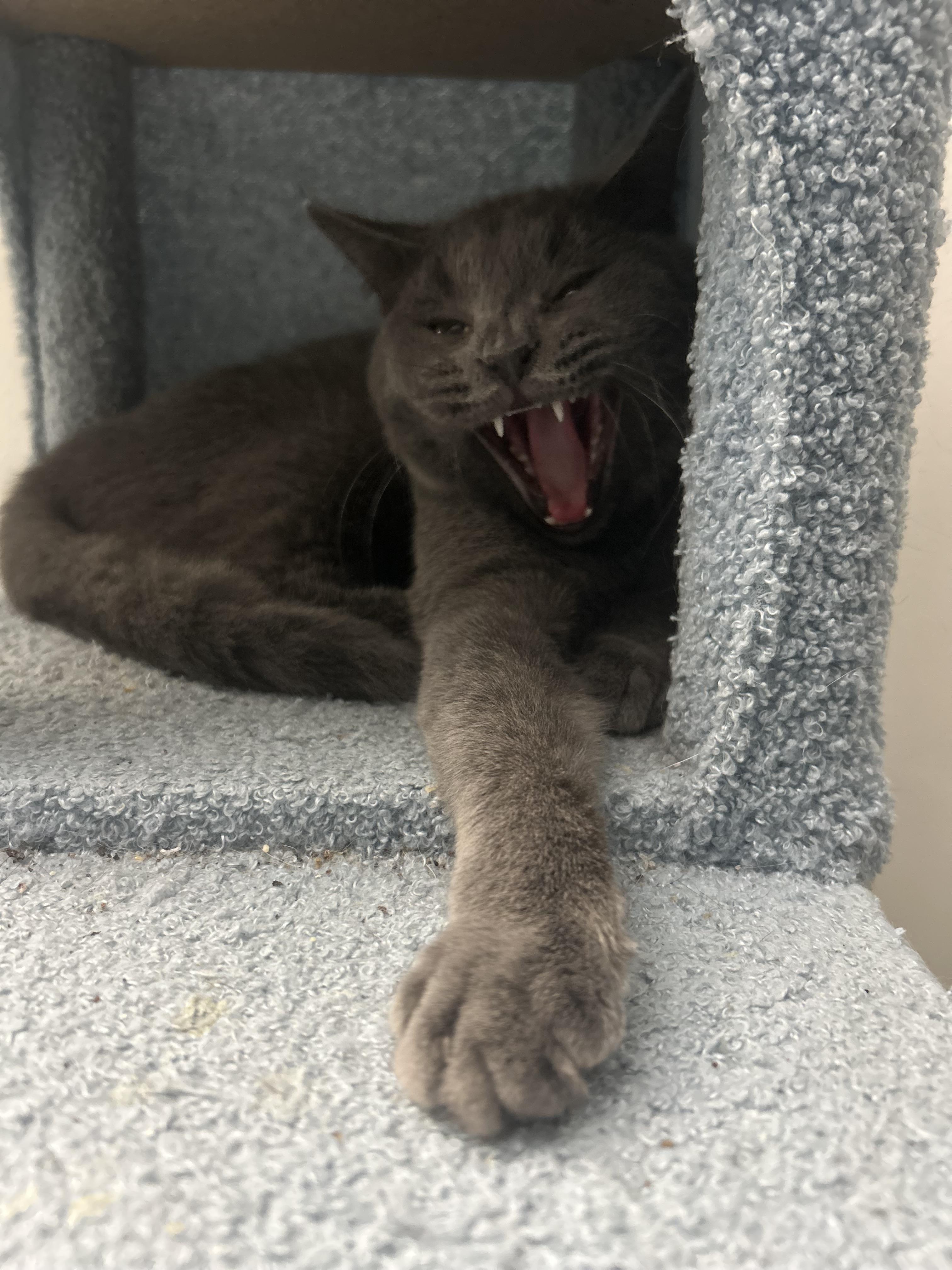 Enlarge Sicily, a Adoptable Domestic Short Hair in Hershey, PA image 2/6