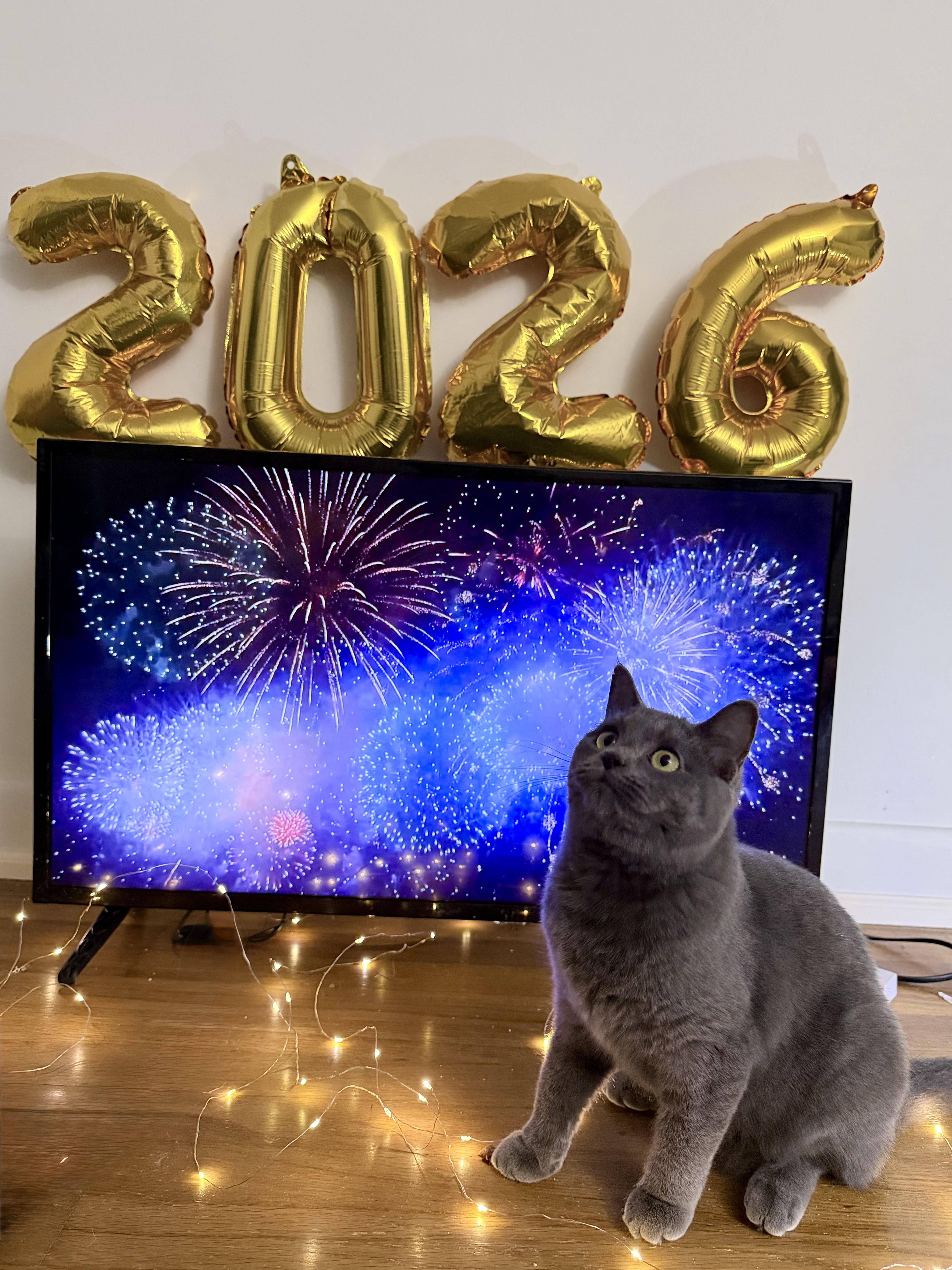 Enlarge Sicily, a Adoptable Domestic Short Hair in Hershey, PA image 3/6