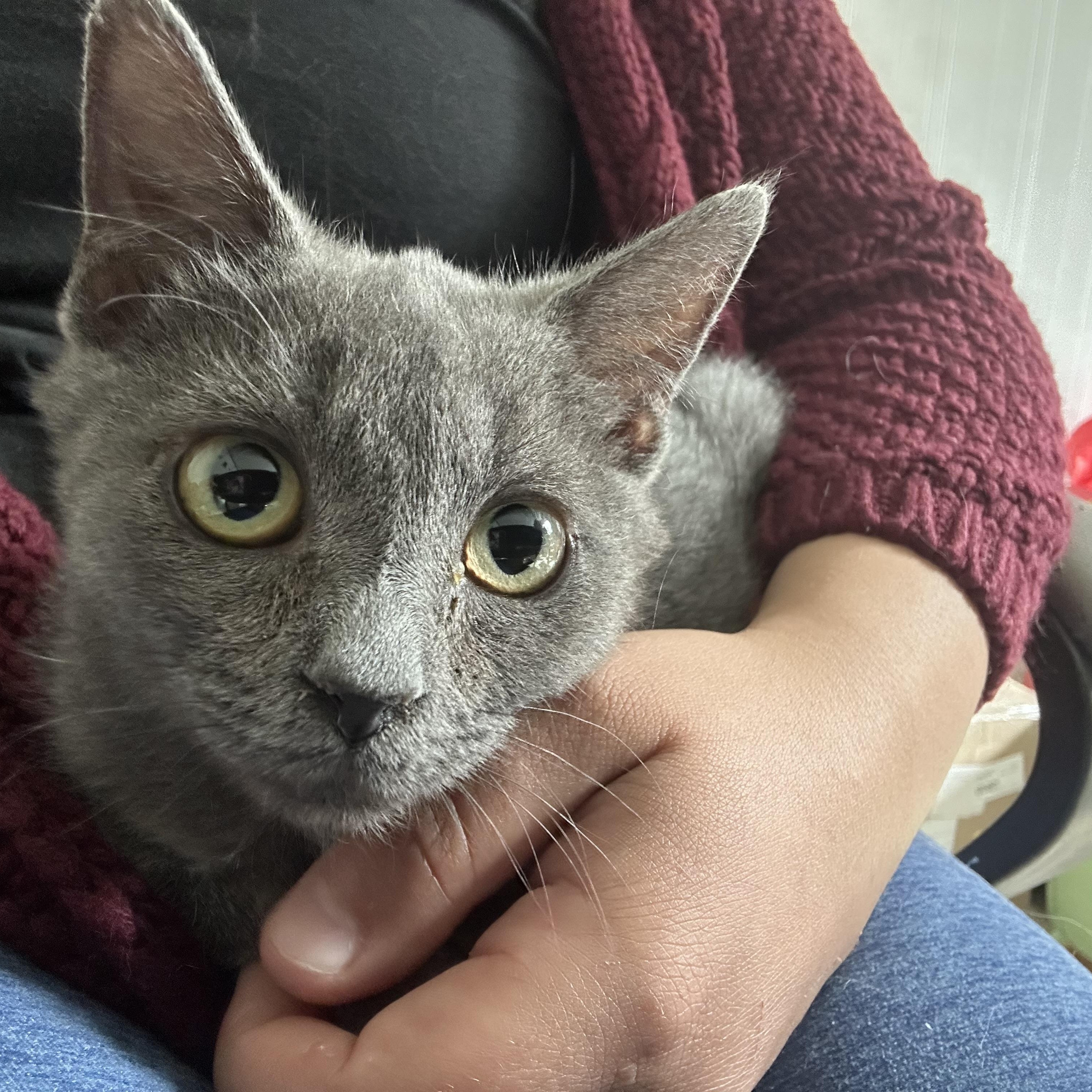 Enlarge Sicily, a Adoptable Domestic Short Hair in Hershey, PA image 6/6