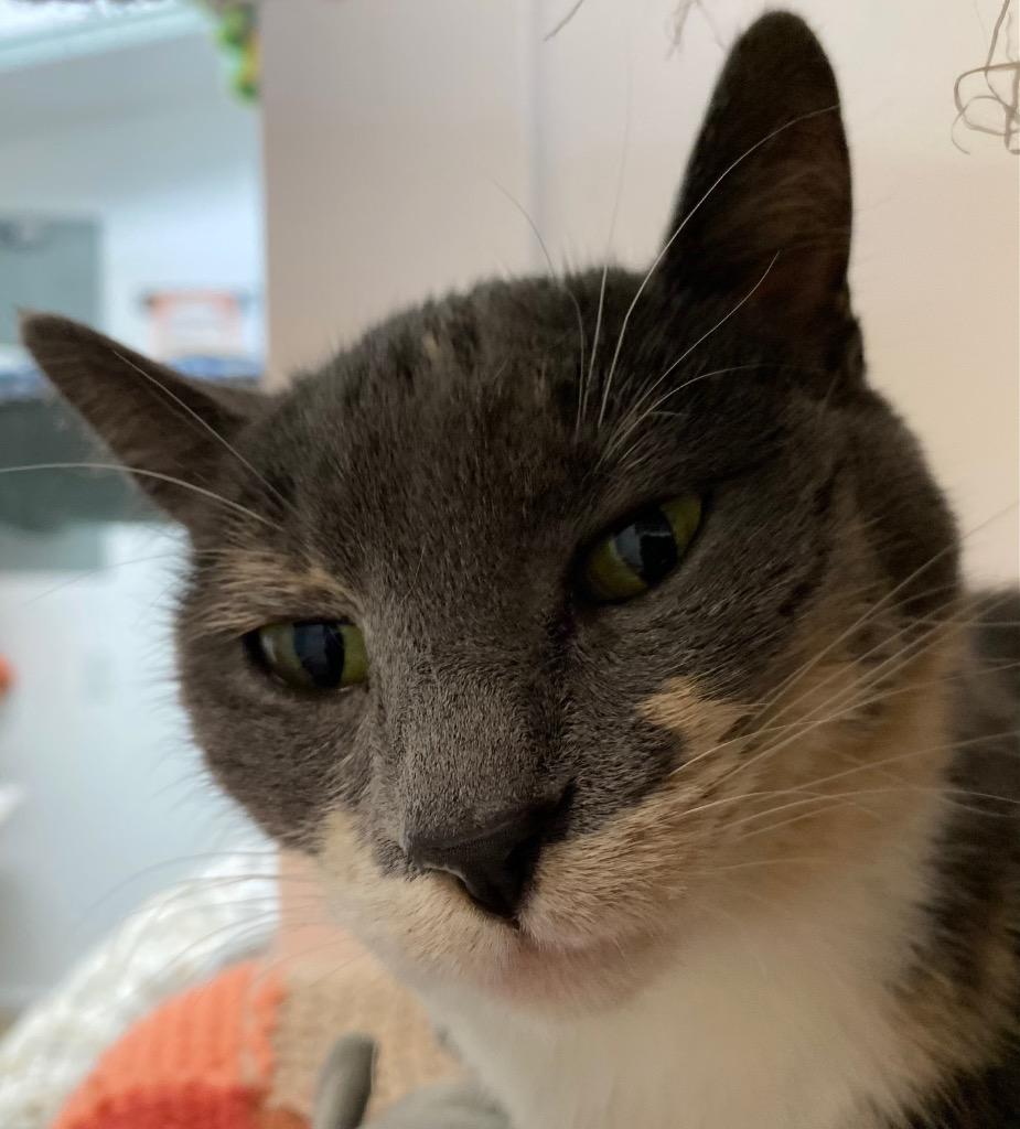 Enlarge Pura Faye, a Adoptable mixed breed in Winnipeg, MB image 2/5