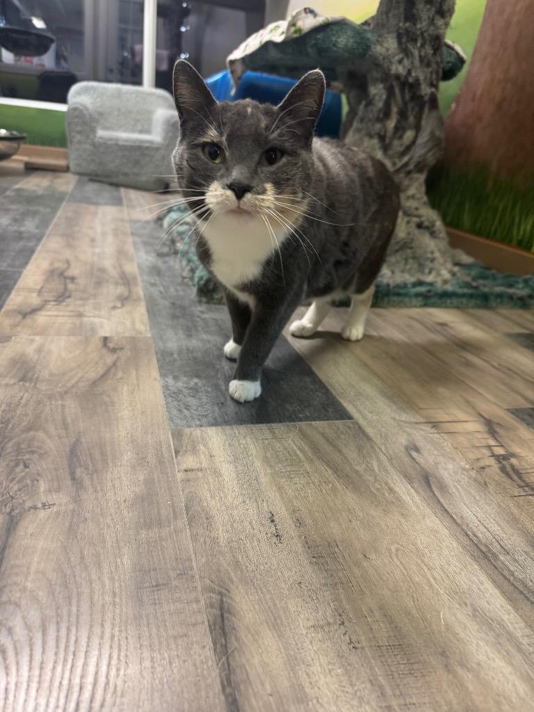 Pura Faye, a Adoptable mixed breed in Winnipeg, MB image 2/5