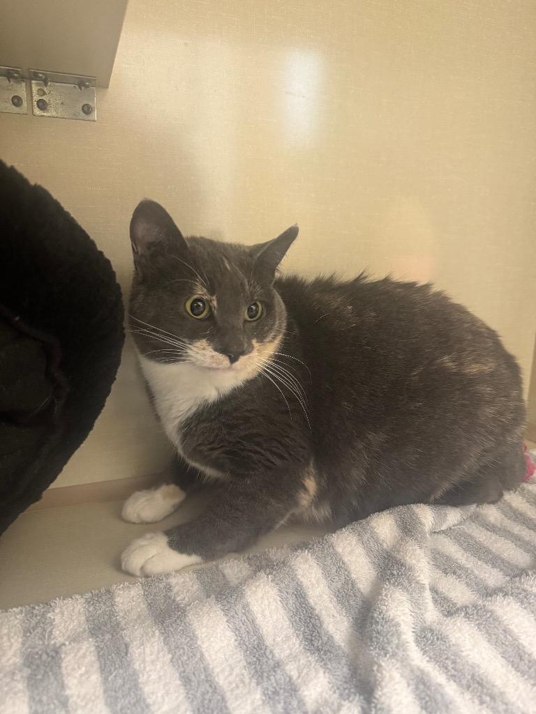 Pura Faye, a Adoptable mixed breed in Winnipeg, MB image 3/5