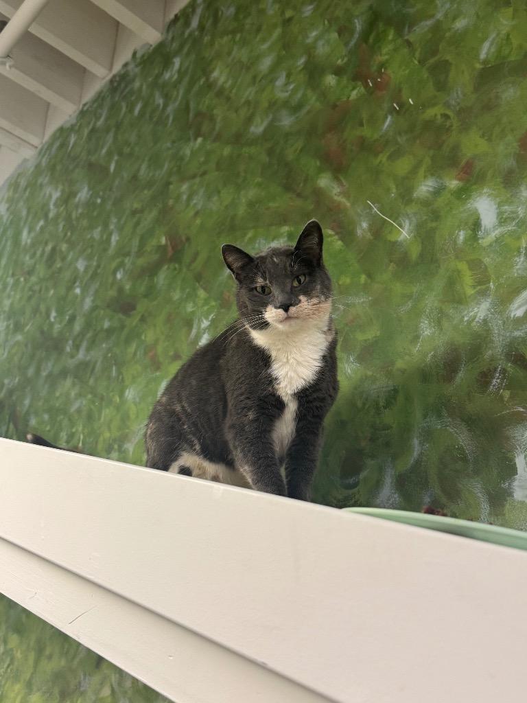 Pura Faye, a Adoptable mixed breed in Winnipeg, MB image 4/5