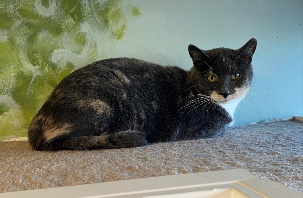 Enlarge Pura Faye, a Adoptable mixed breed in Winnipeg, MB image 1/2