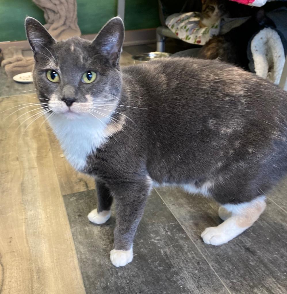 Pura Faye, a Adoptable mixed breed in Winnipeg, MB image 5/5