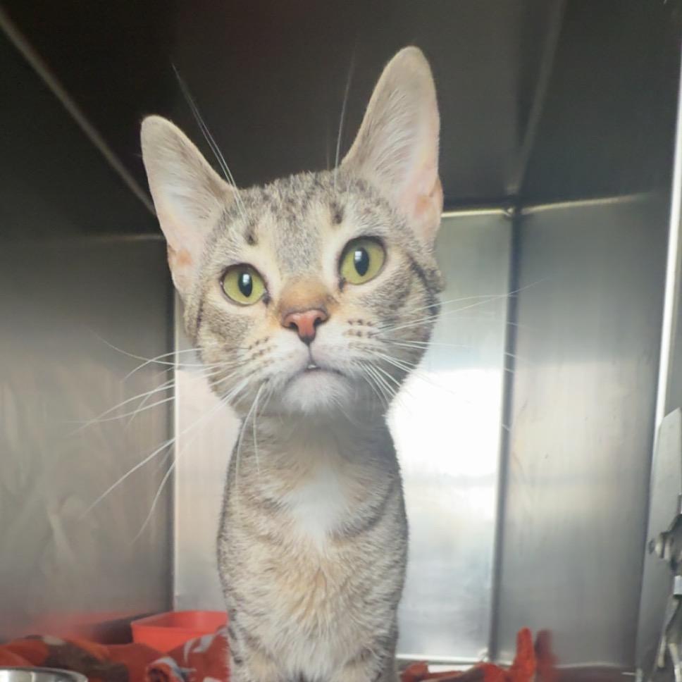 Enlarge Tasha, a Adoptable Domestic Short Hair in Blair, WI image 2/2