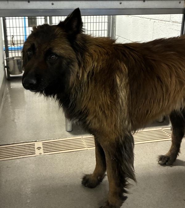 Enlarge *Griffin*, a Adoptable mixed breed in Salt Lake City, UT image 1/1