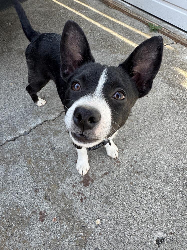 Enlarge Fender, a Adoptable mixed breed in Spokane, WA image 4/6