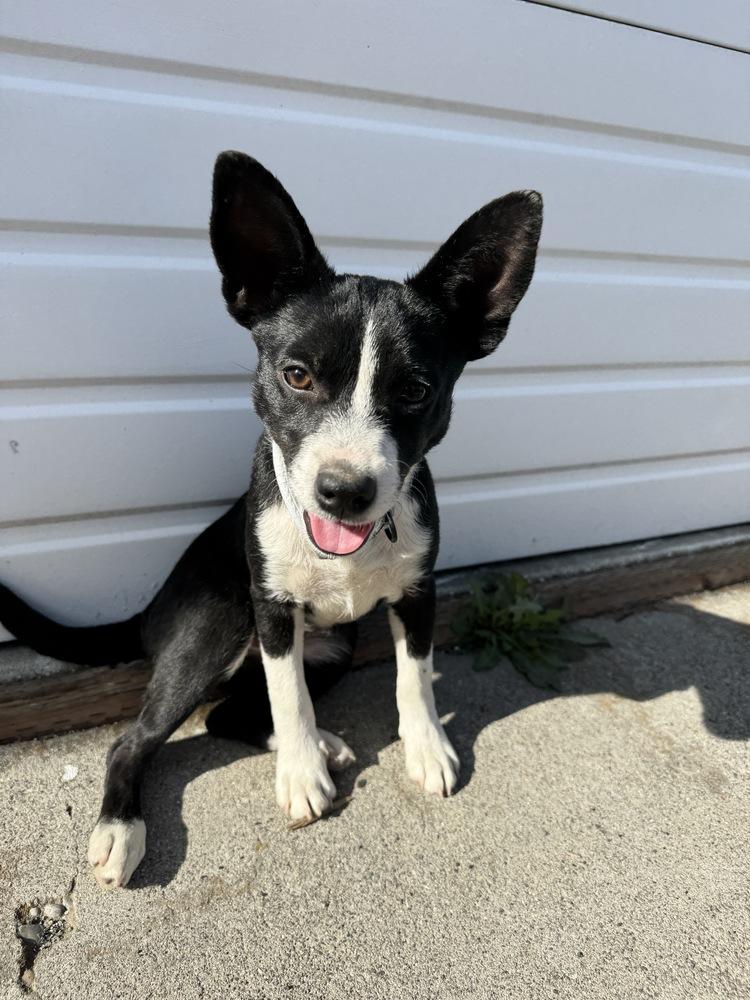 Fender, Adoptable, Puppy Female Cattle Dog & Pit Bull Terrier.