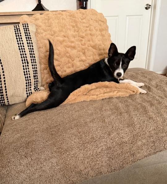 Enlarge Fender, a Adoptable mixed breed in Spokane, WA image 2/6
