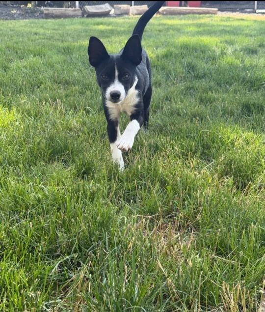 Enlarge Fender, a Adoptable mixed breed in Spokane, WA image 3/6