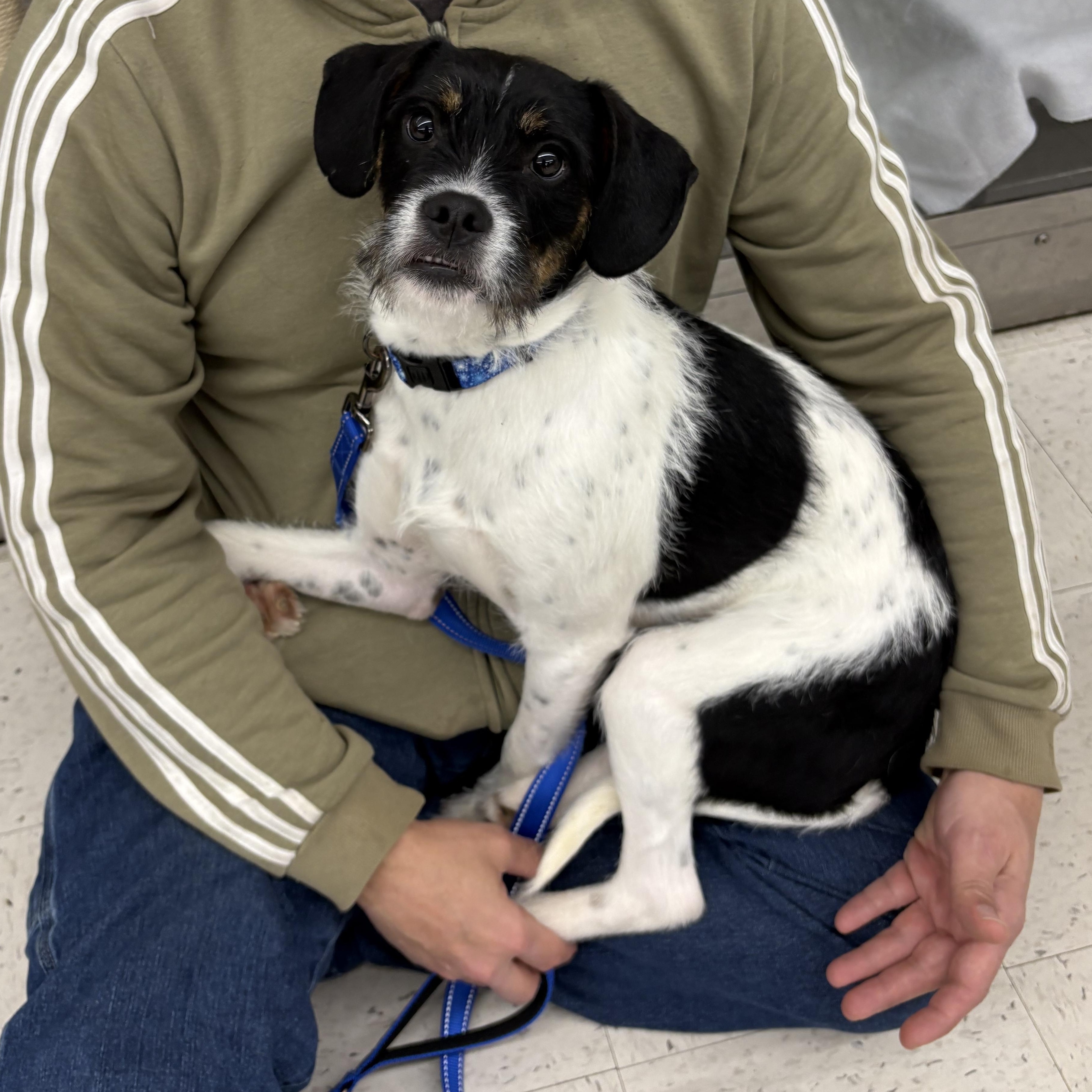 Max* Extremely sweet and loving**, adopted, Young Male Miniature Schnauzer.
