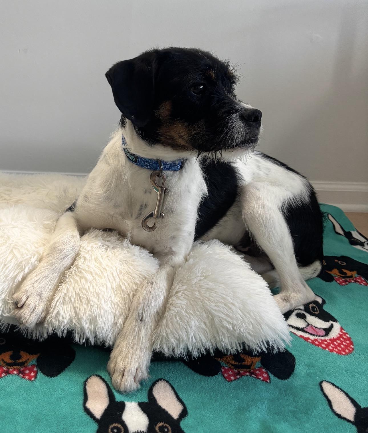 Enlarge Max* Extremely sweet and loving**, an adopted mixed breed in North Arlington, NJ image 5/5