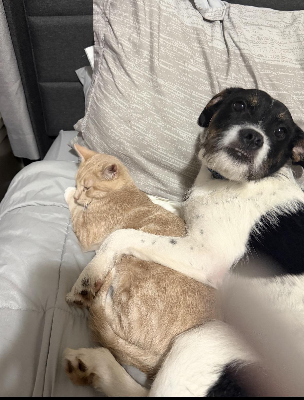 Enlarge Max* Extremely sweet and loving**, an adopted mixed breed in North Arlington, NJ image 2/5