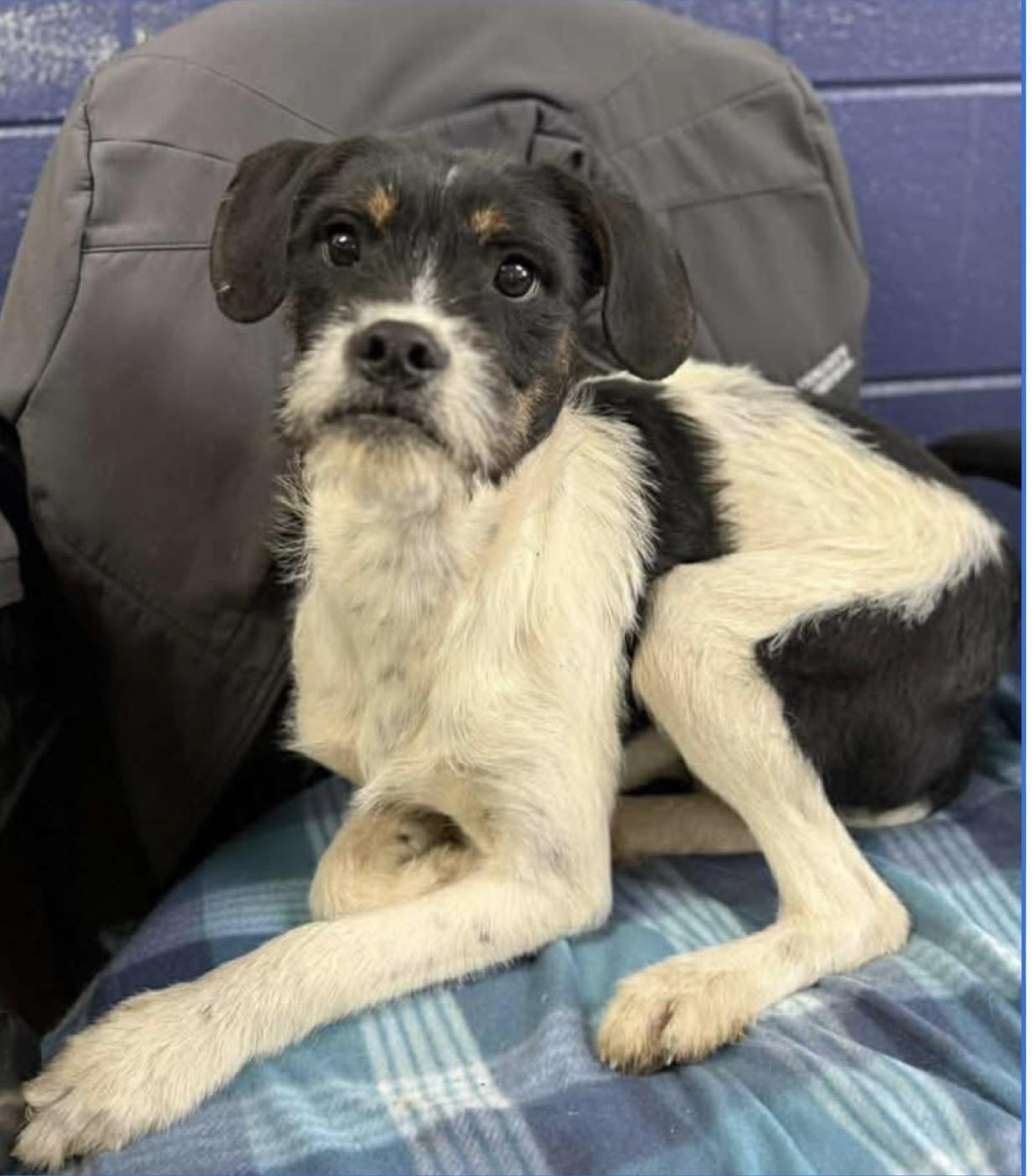 Enlarge Max* Extremely sweet and loving**, an adopted mixed breed in North Arlington, NJ image 4/5