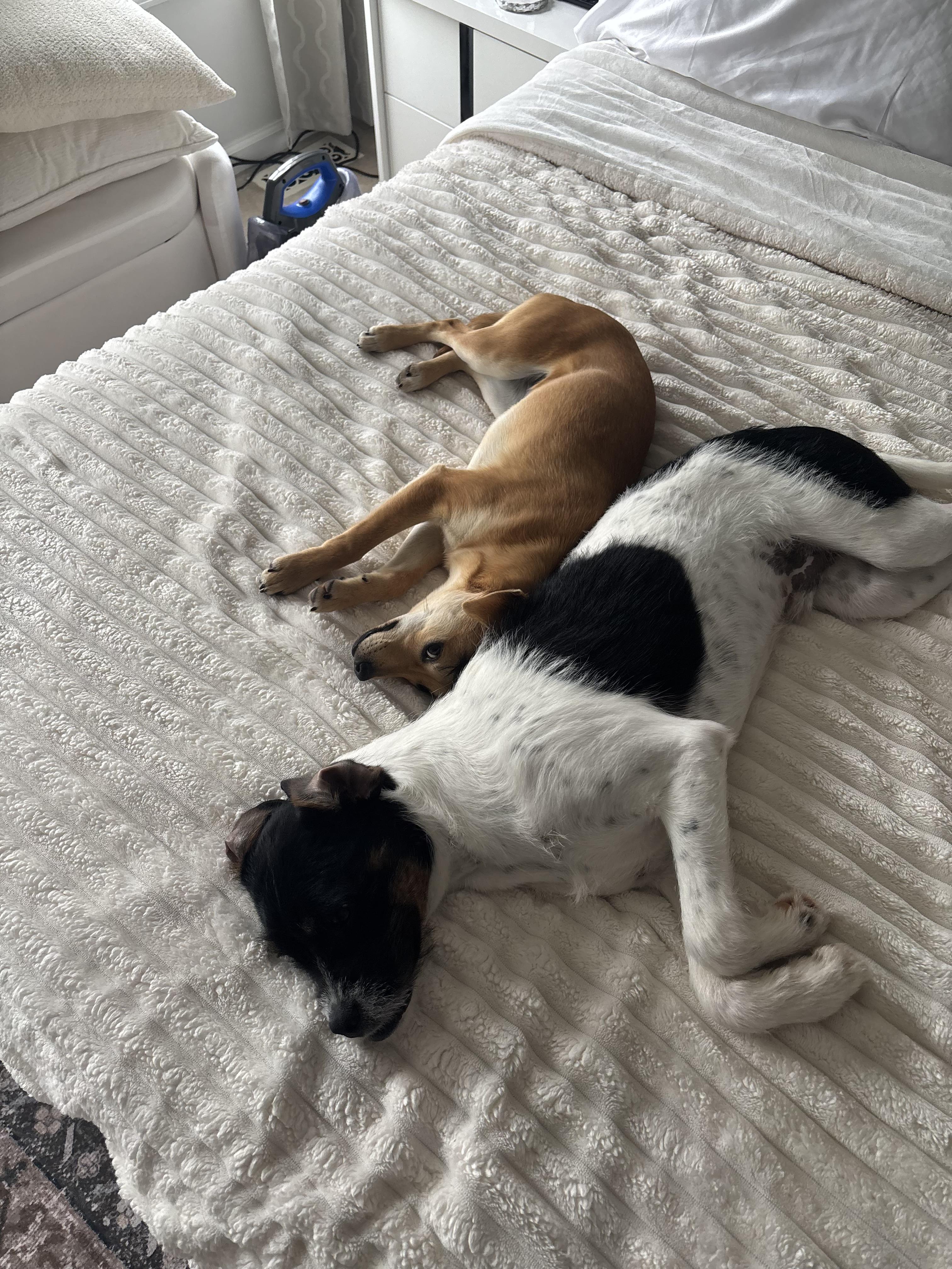 Enlarge Max* Extremely sweet and loving**, an adopted mixed breed in North Arlington, NJ image 3/5