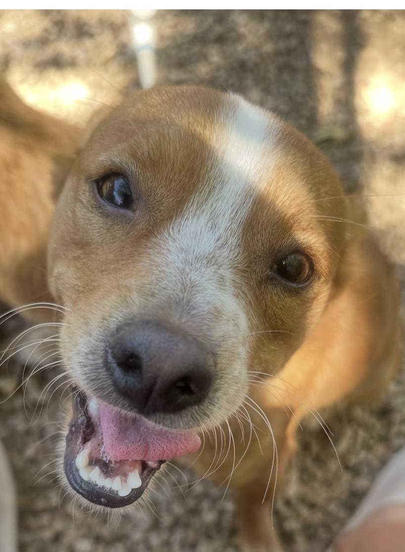 CHINA, adopted, Young Female Chihuahua & Corgi.