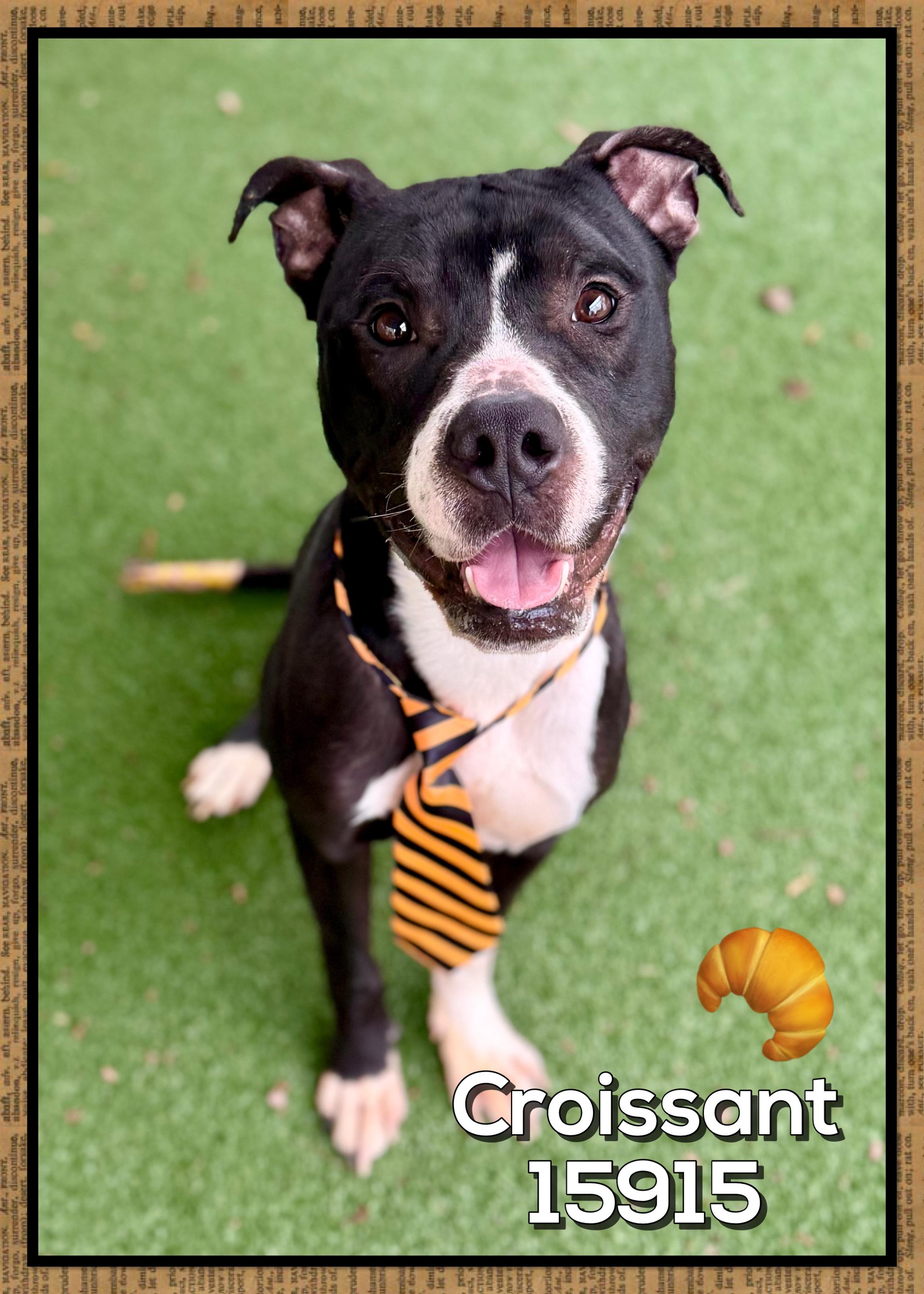 Enlarge CROISSANT, a ADOPTABLE mixed breed in Marietta, GA image 3/6