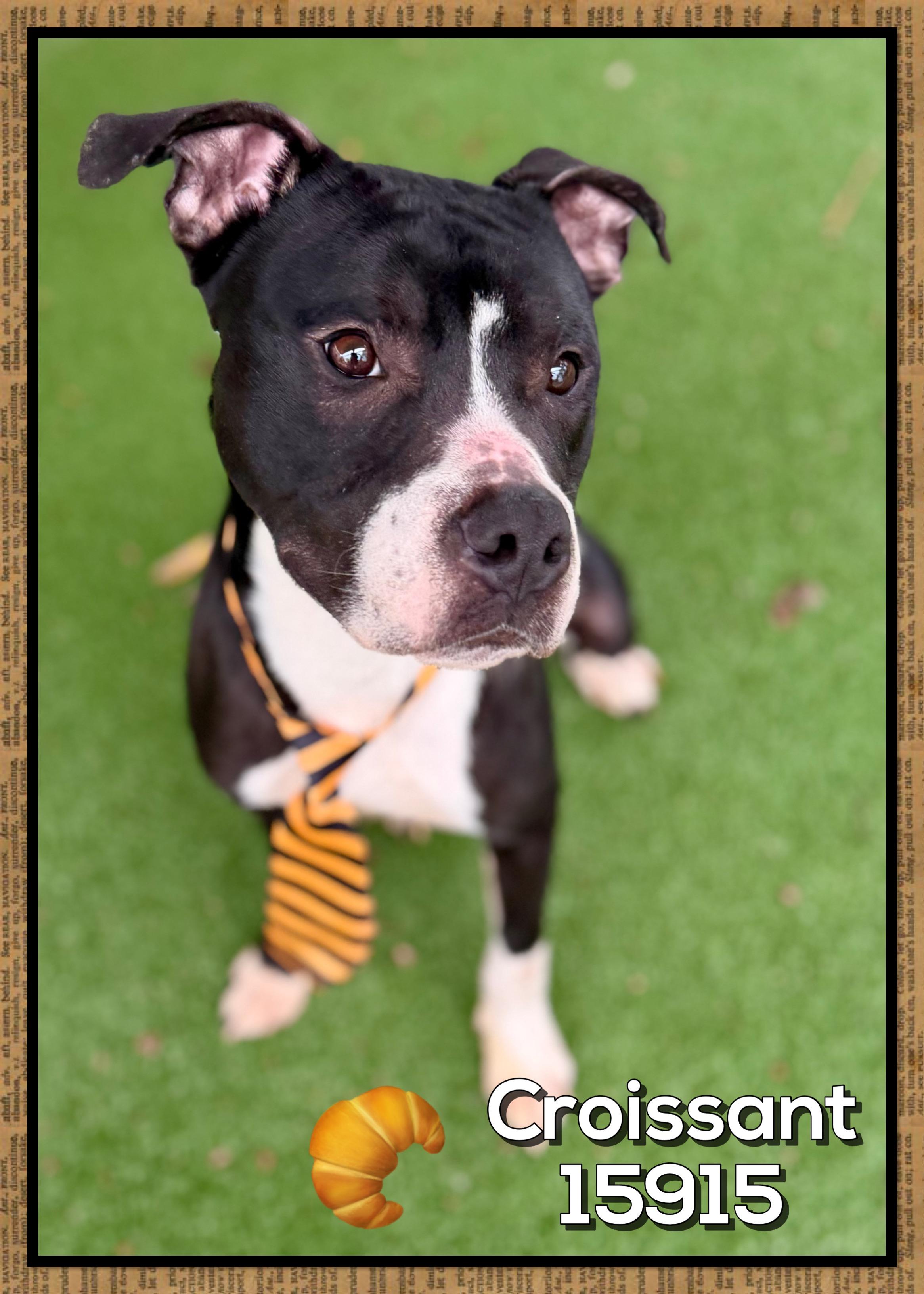 Enlarge CROISSANT, a ADOPTABLE mixed breed in Marietta, GA image 2/6