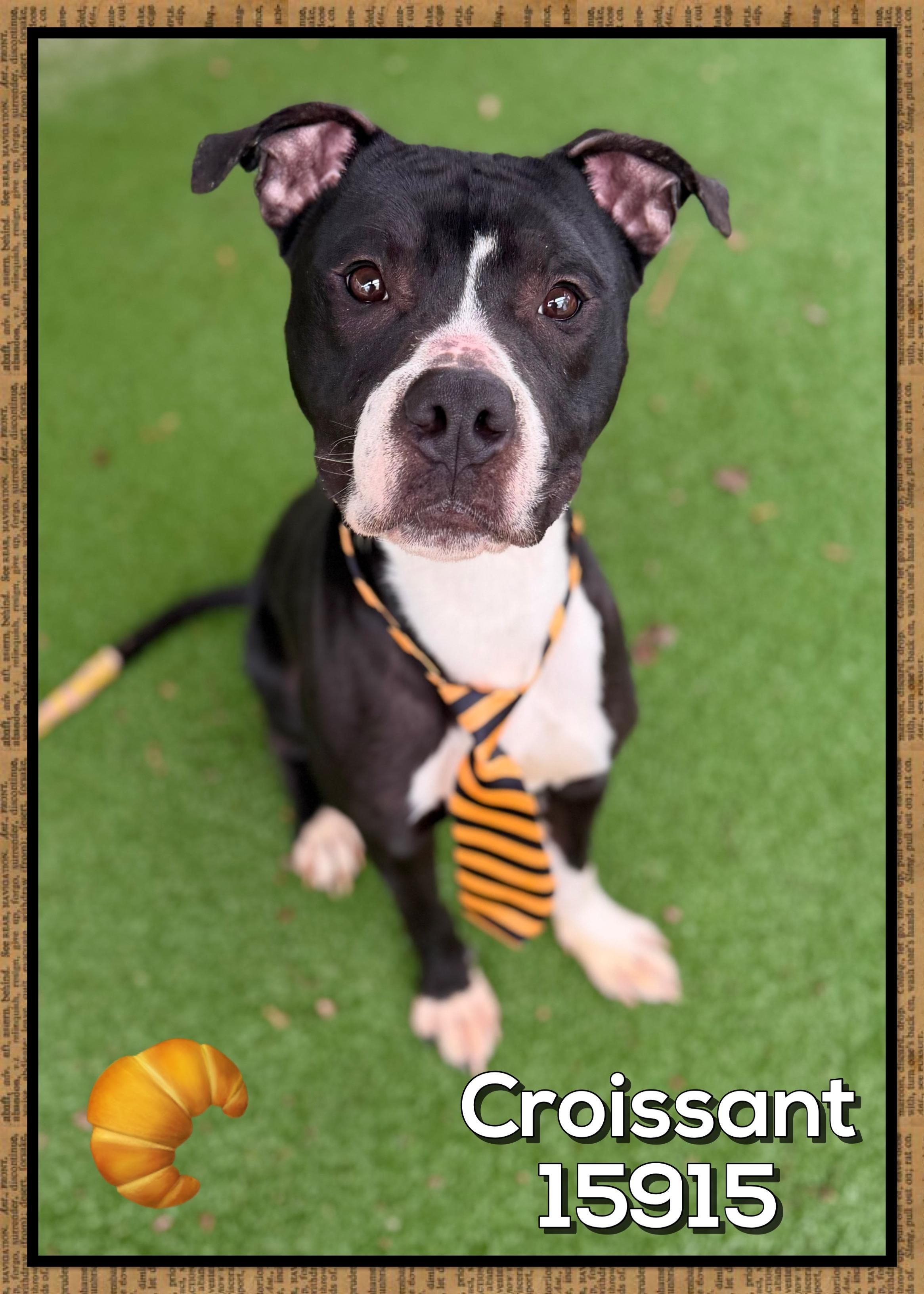 Enlarge CROISSANT, a ADOPTABLE mixed breed in Marietta, GA image 6/6