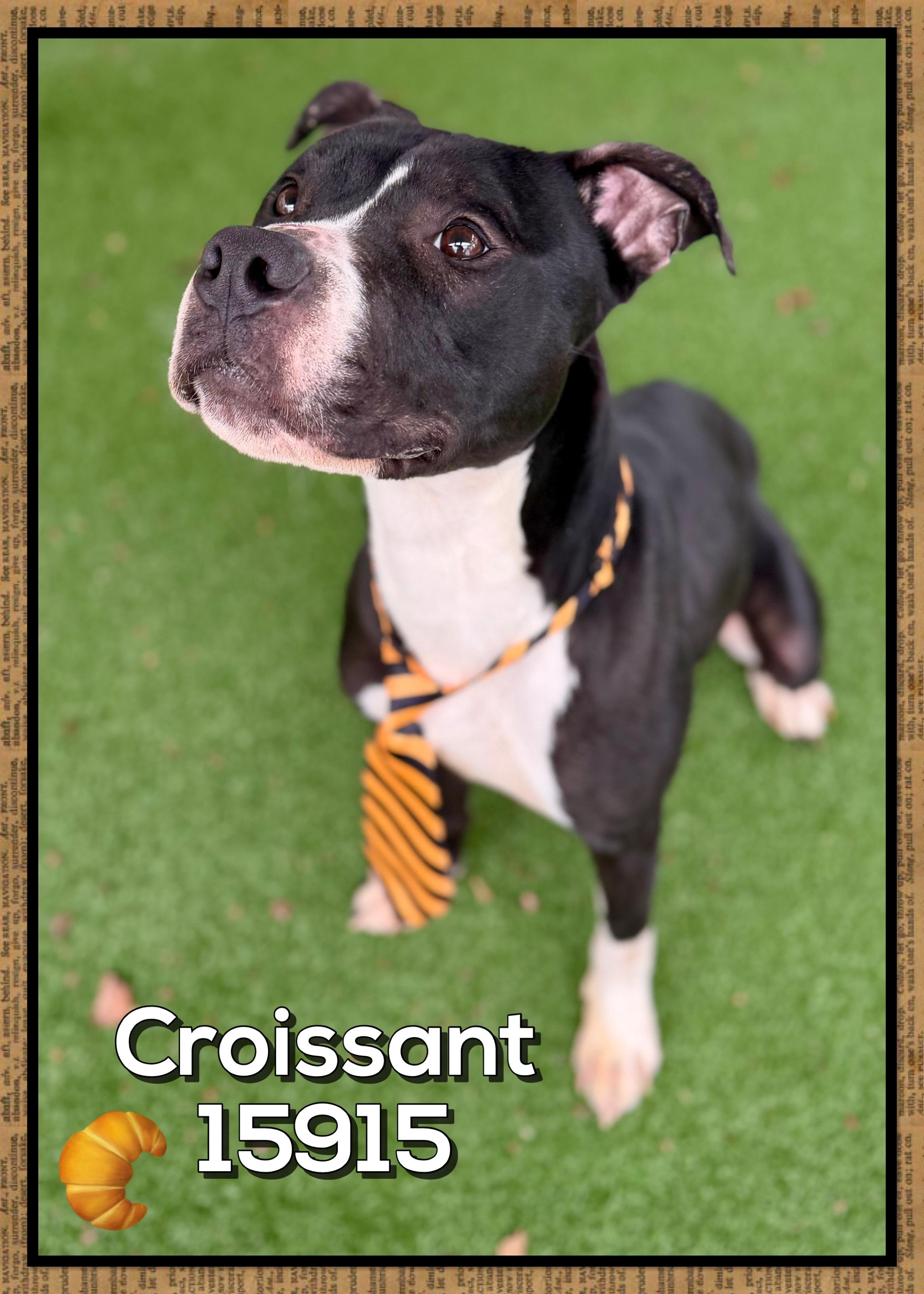 Enlarge CROISSANT, a ADOPTABLE mixed breed in Marietta, GA image 4/6