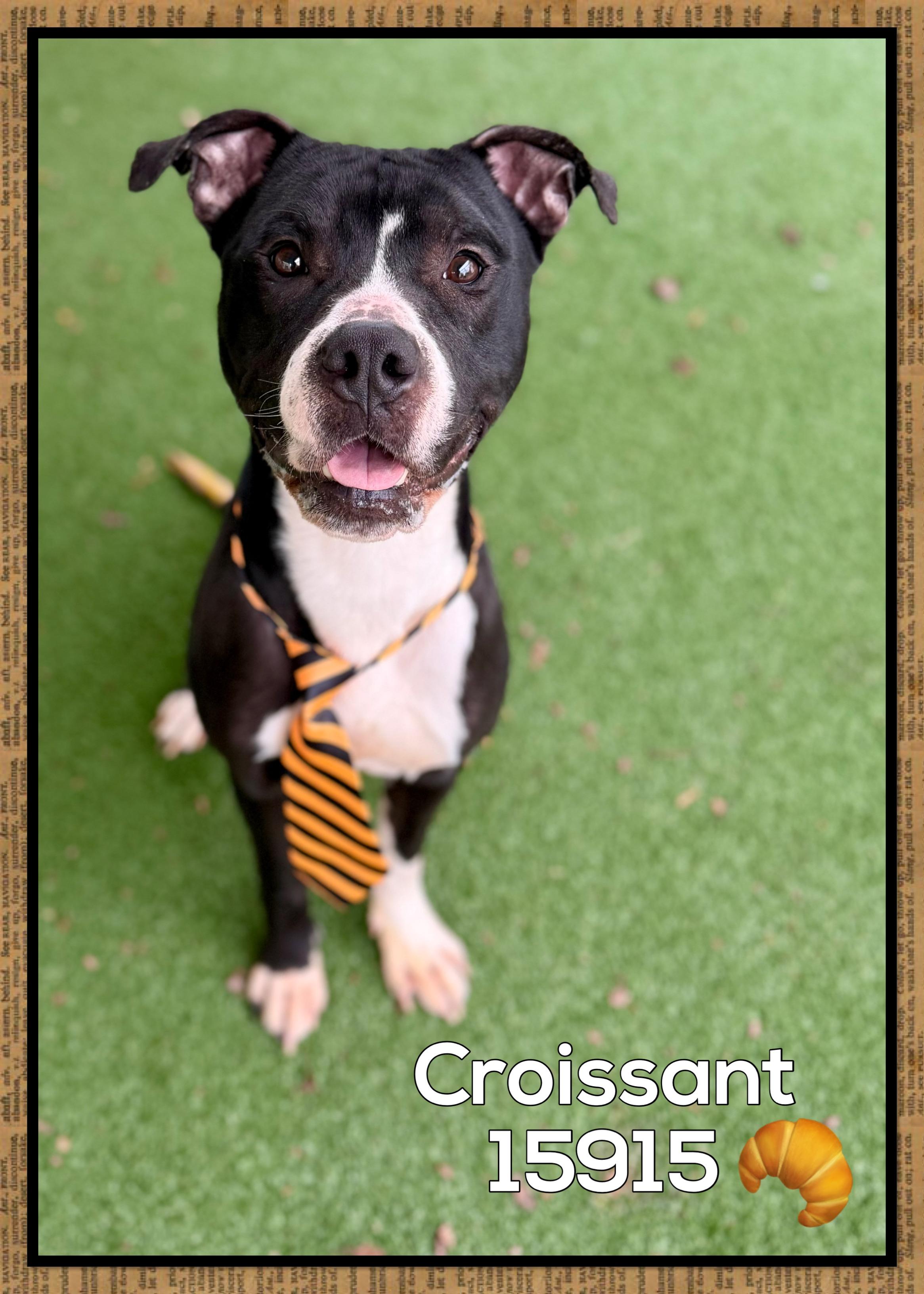 Enlarge CROISSANT, a ADOPTABLE mixed breed in Marietta, GA image 1/6