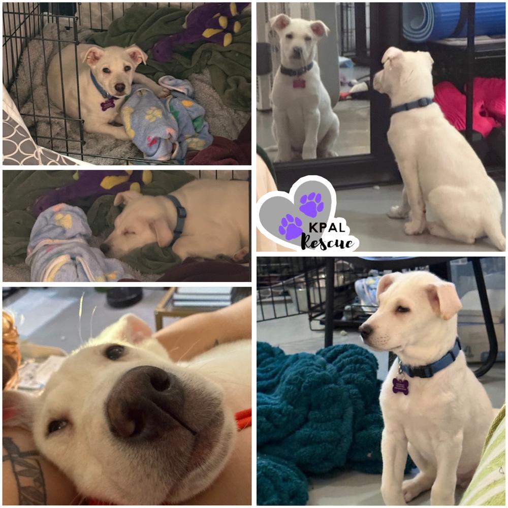 Reuben - The Partridge Family, Adoptable, Puppy Male Mixed Breed & Mixed Breed.