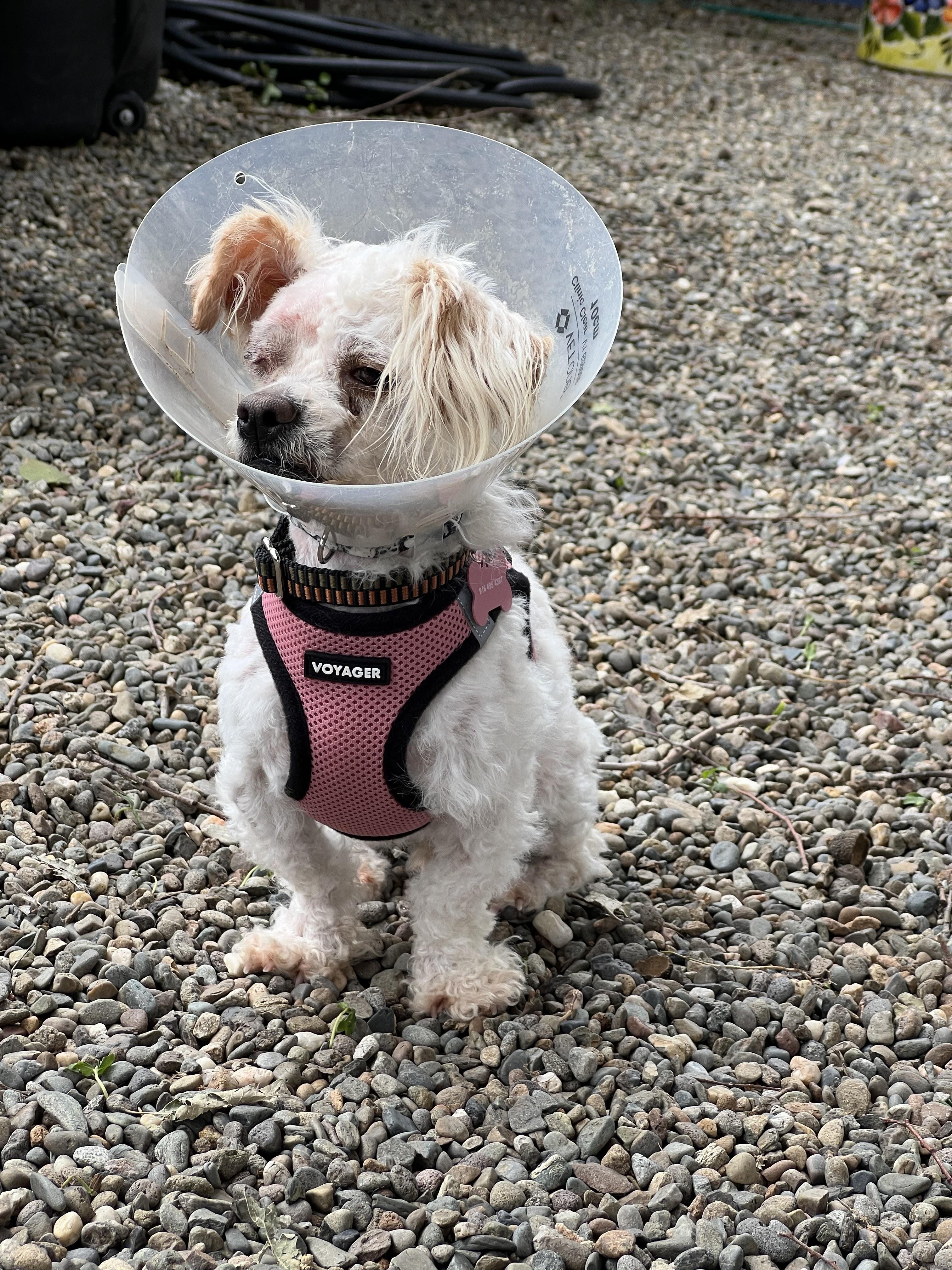Daisy, an adopted Miniature Poodle in Sacramento, CA image 2/4