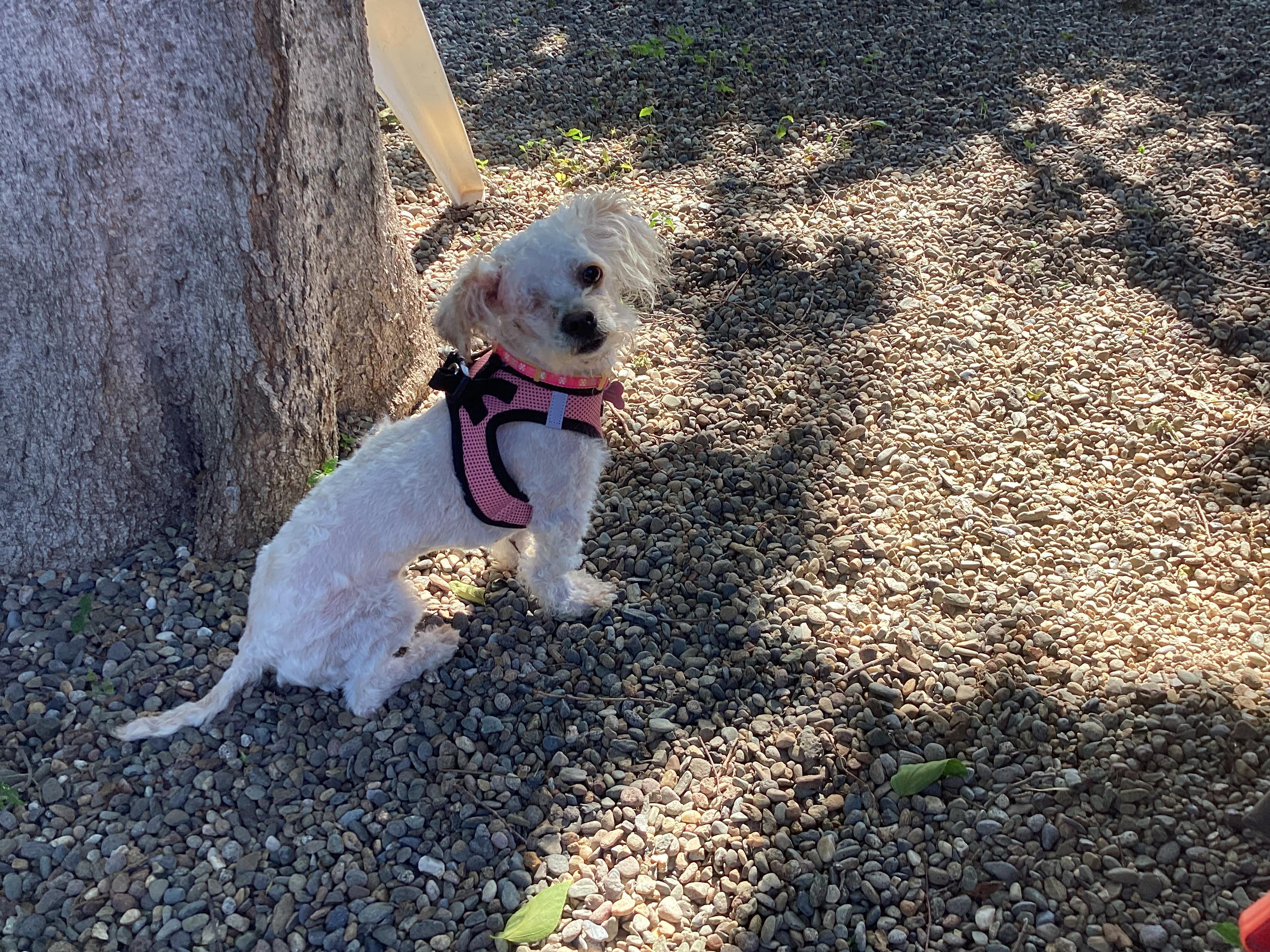 Daisy, adopted, Adult Female Miniature Poodle.