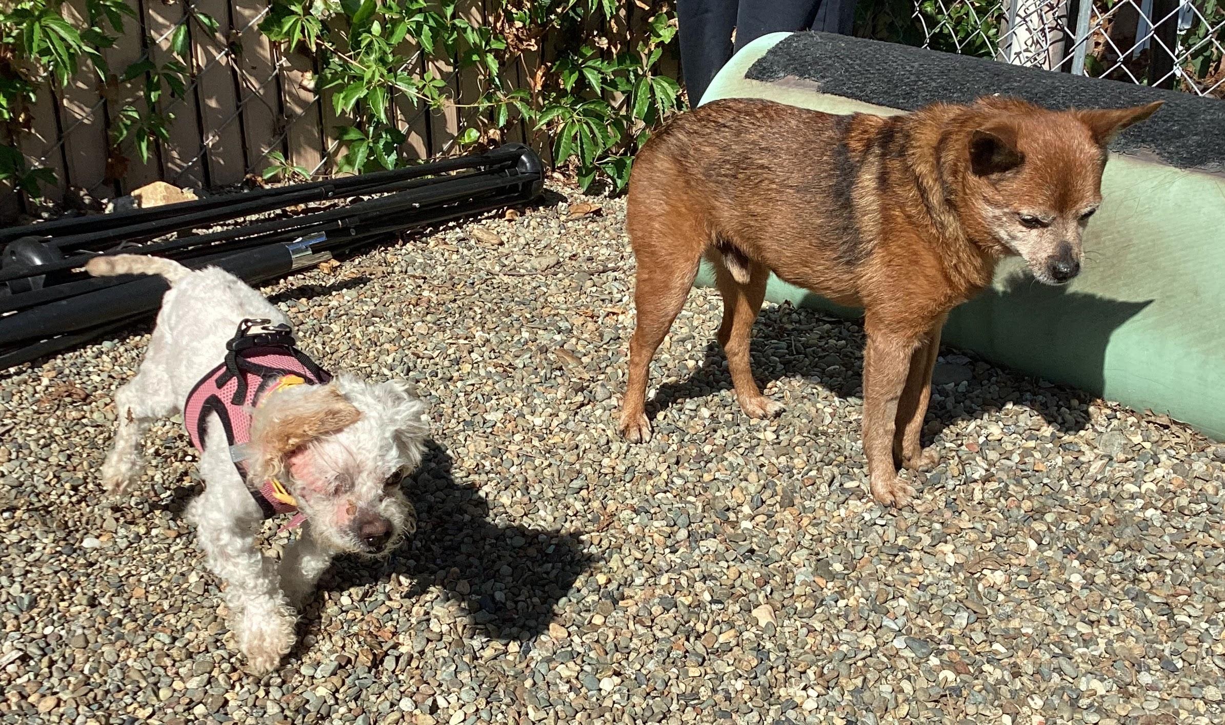 Daisy, an adopted Miniature Poodle in Sacramento, CA image 4/4