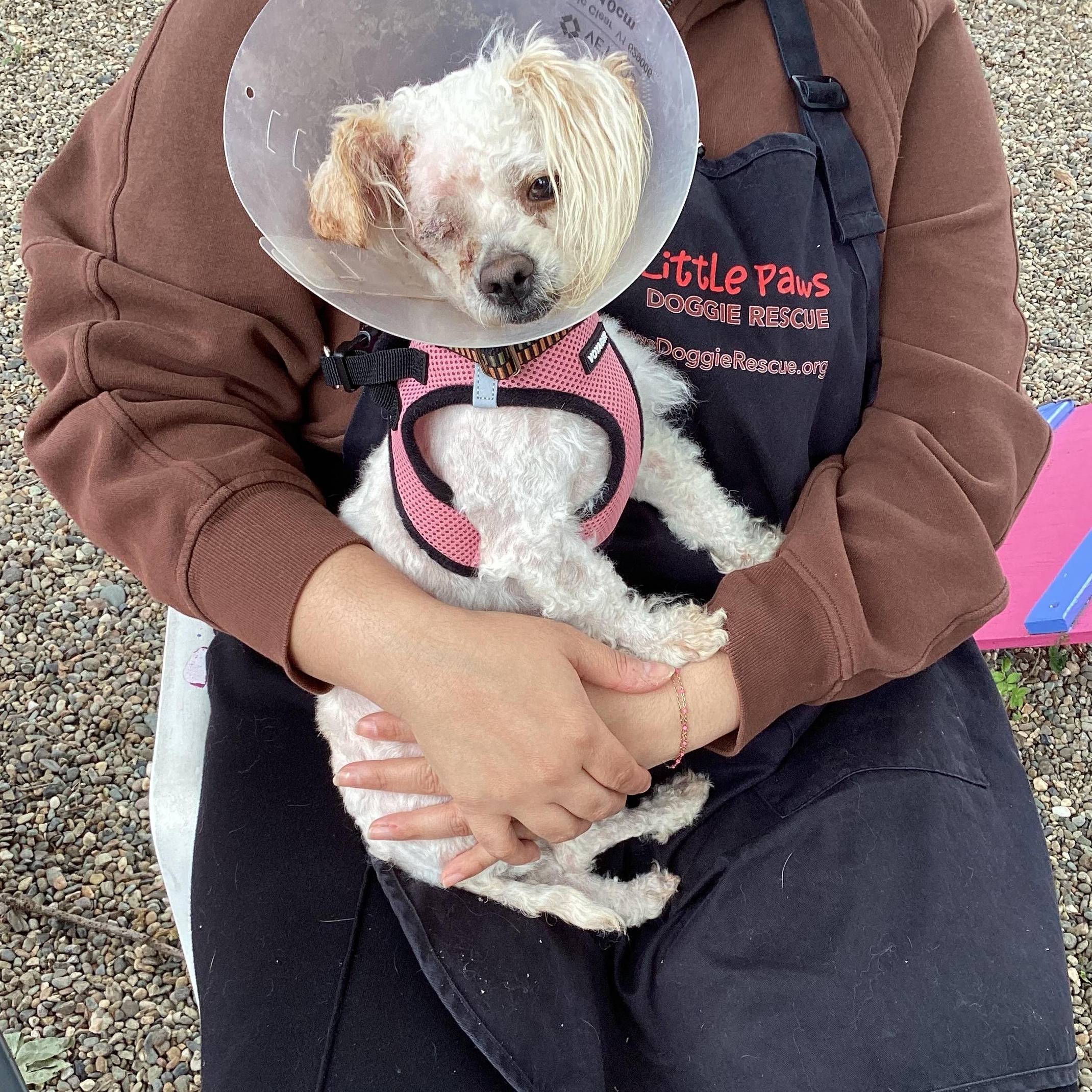 Daisy, an adopted Miniature Poodle in Sacramento, CA image 3/4