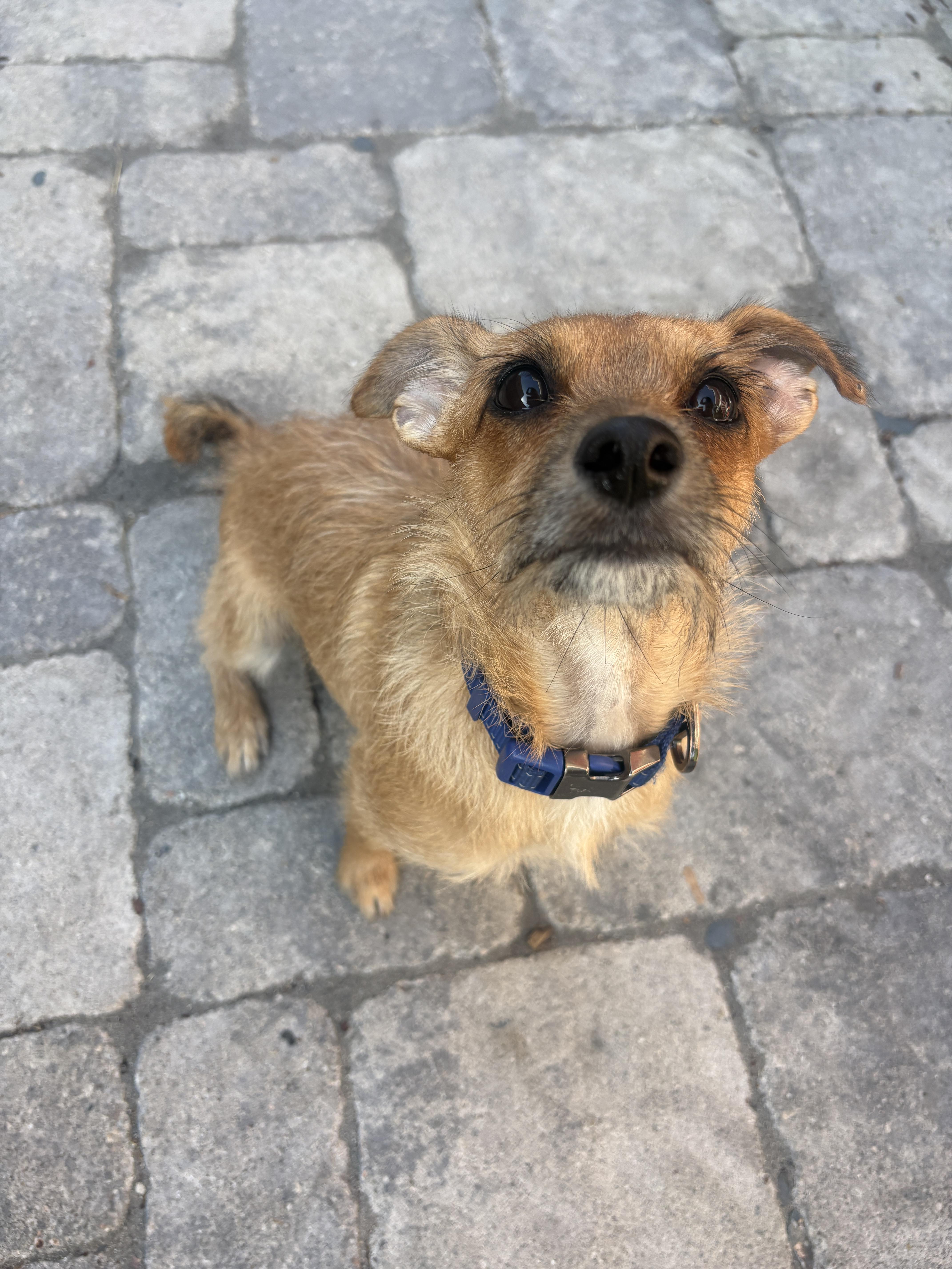 Enlarge Roxy, a Adoptable mixed breed in Beverly Hills, CA image 2/2
