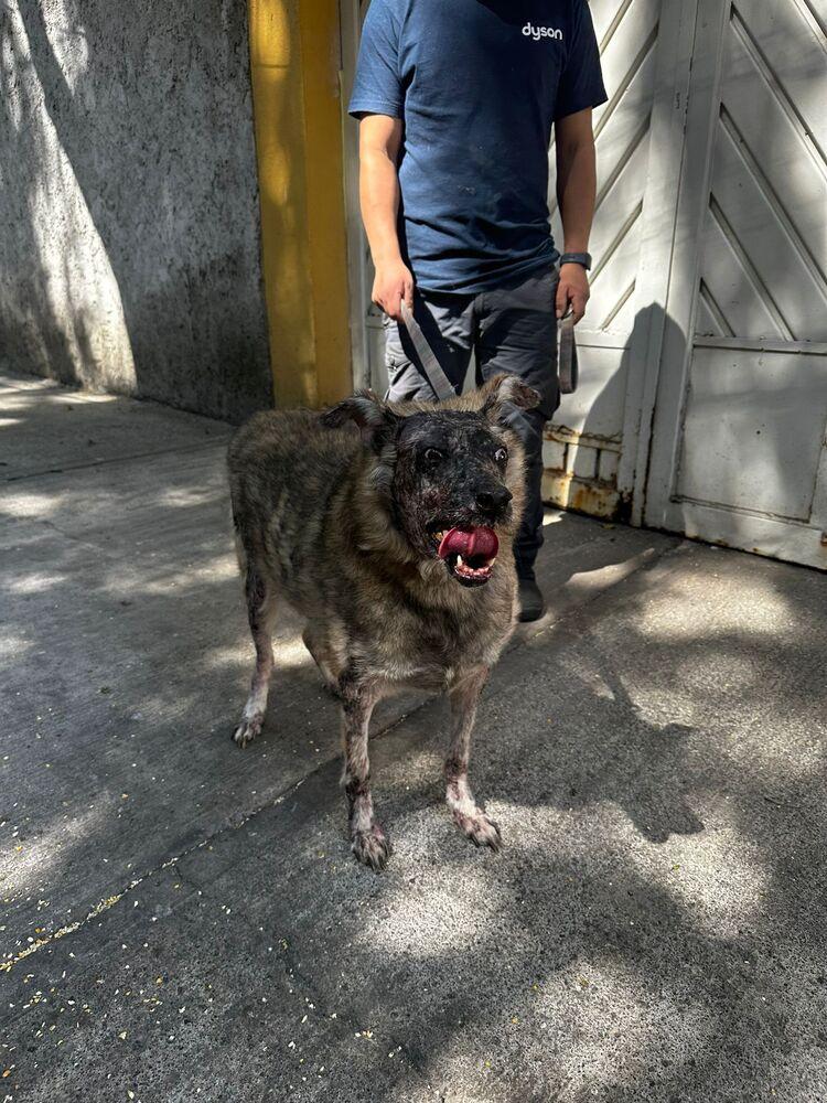 KOA, Adoptable, Adult Female Shepherd.