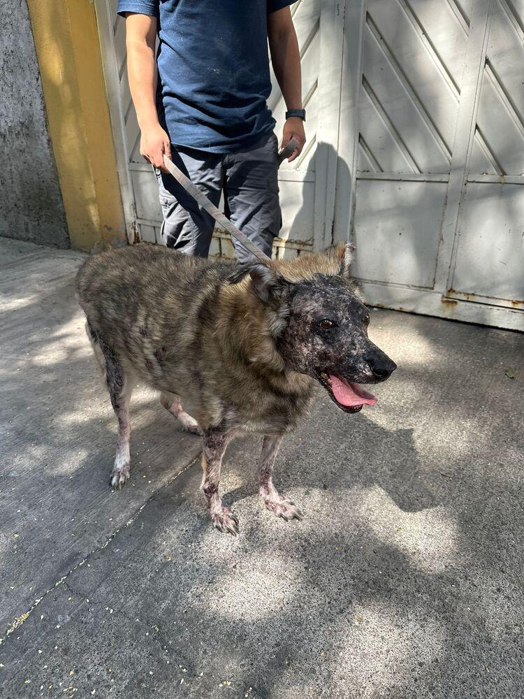 KOA, Adoptable, Adult Female Shepherd.